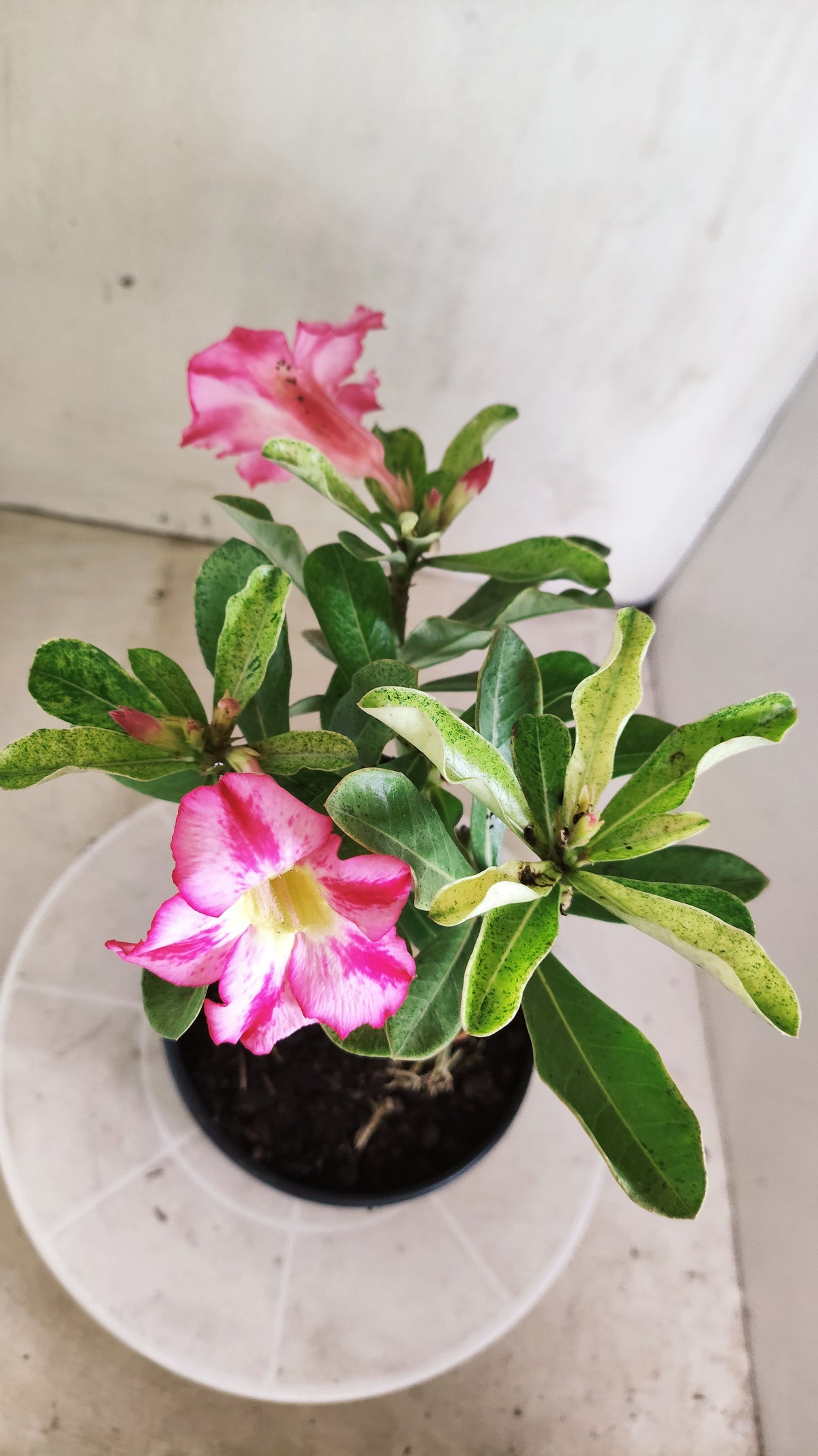 ENXERTO 12884 – 25cm (cor LM 949) VARIEGATA