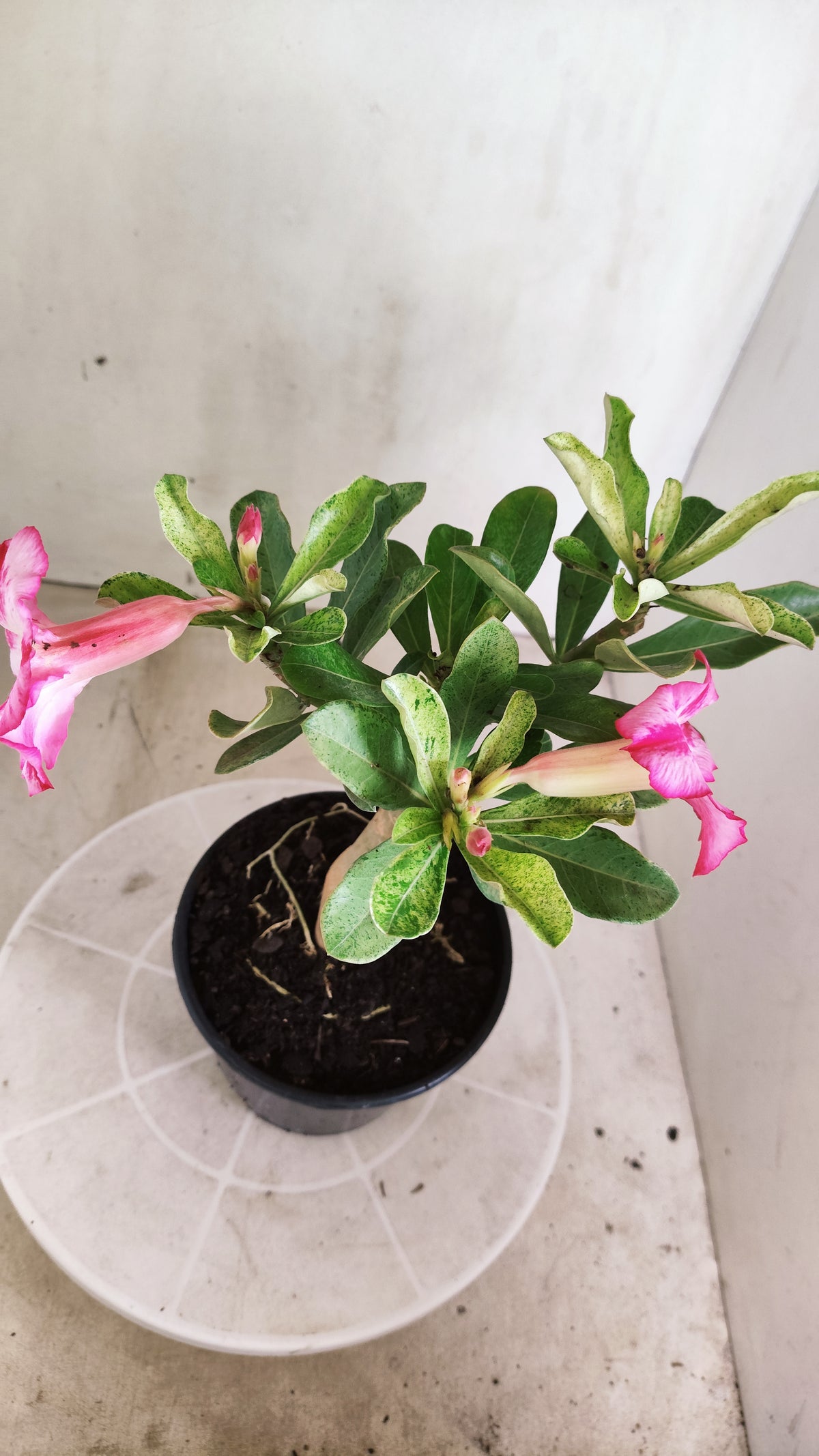 ENXERTO 12884 – 25cm (cor LM 949) VARIEGATA