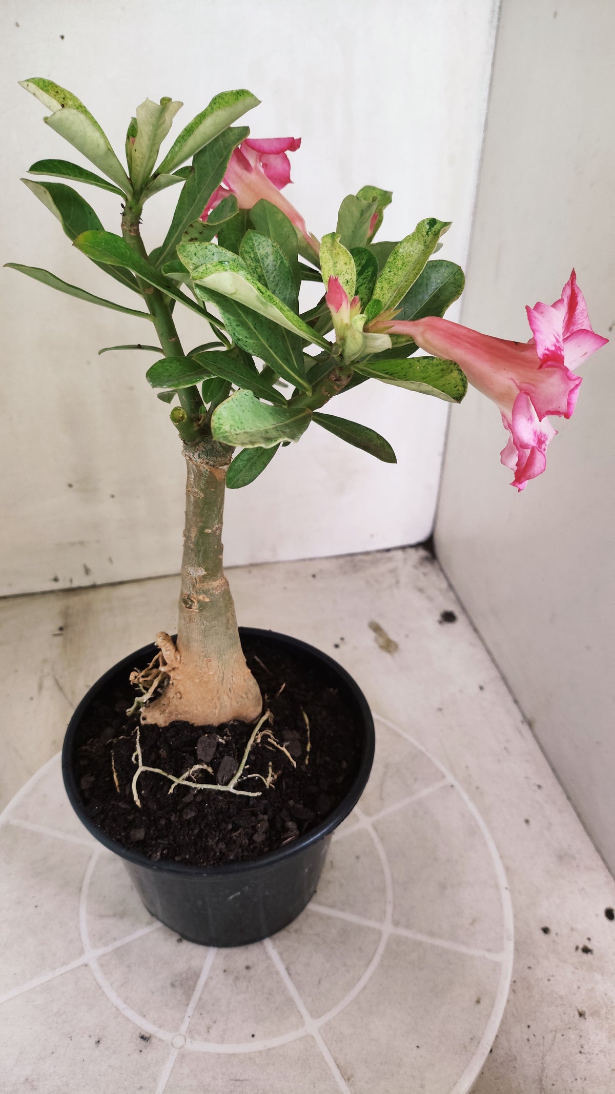 ENXERTO 12884 – 25cm (cor LM 949) VARIEGATA