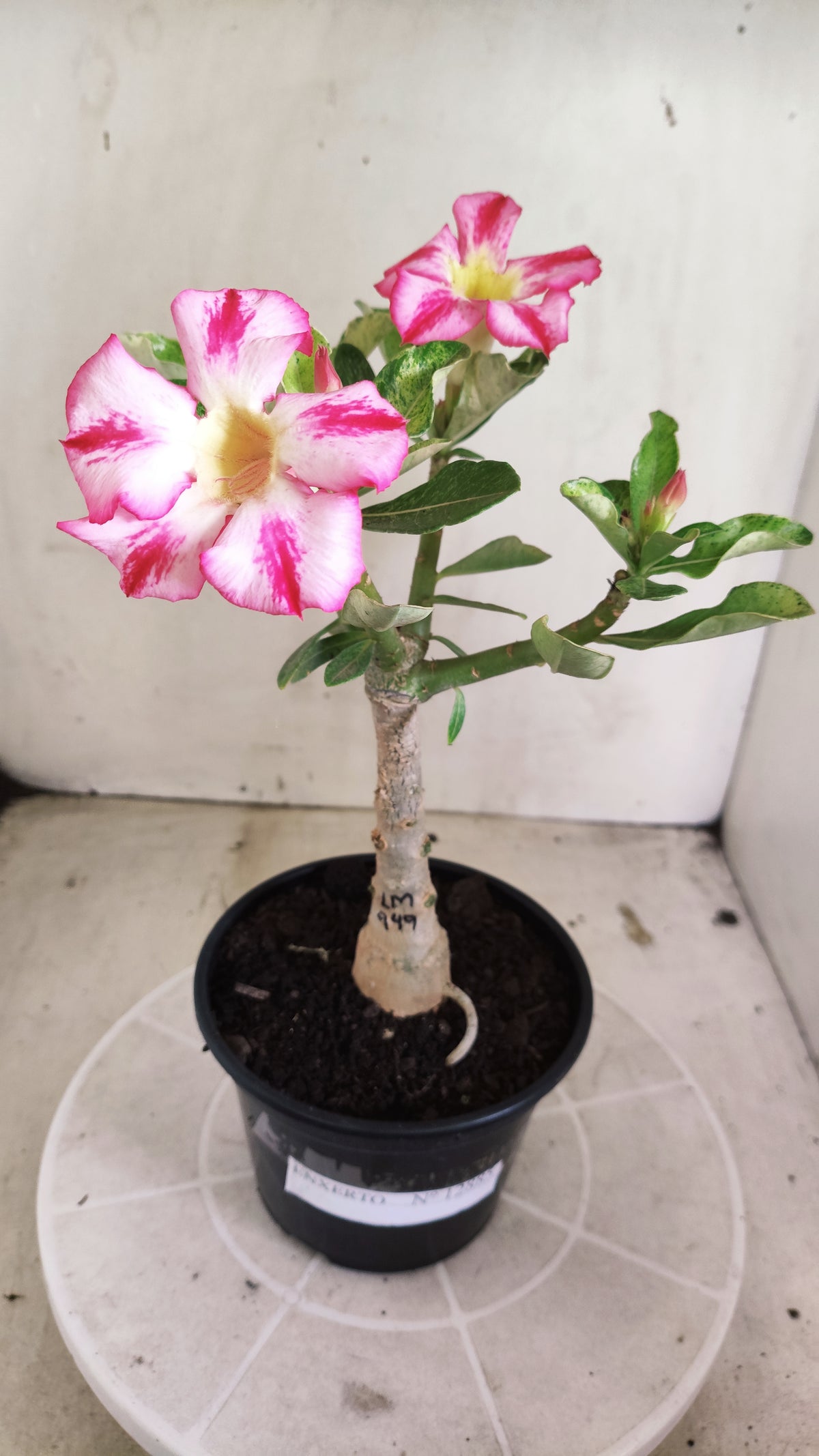 ENXERTO 12885 – 25cm (cor LM 949) VARIEGATA