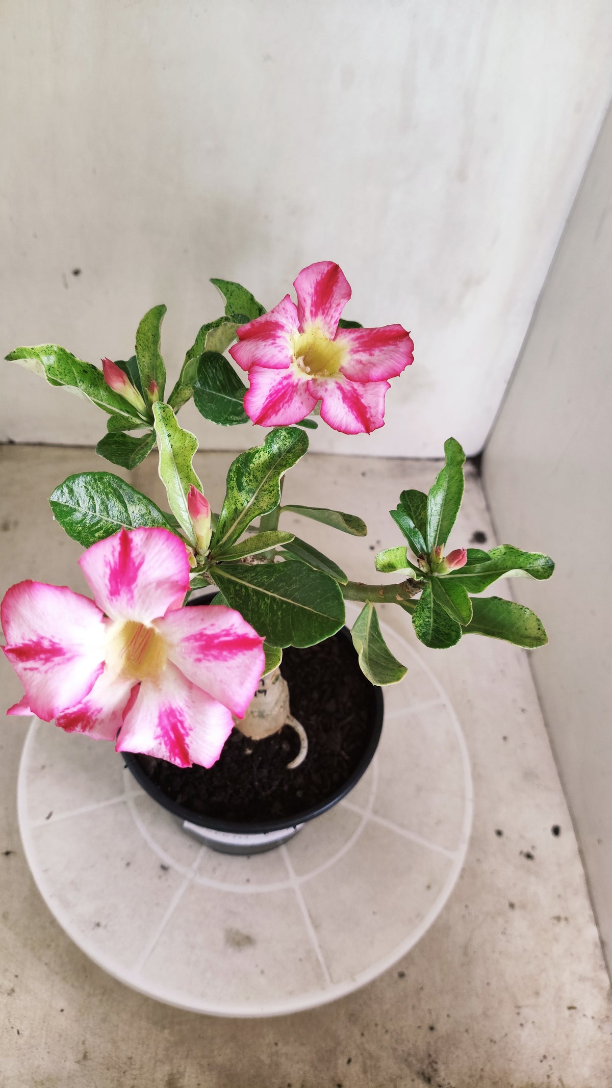 ENXERTO 12885 – 25cm (cor LM 949) VARIEGATA