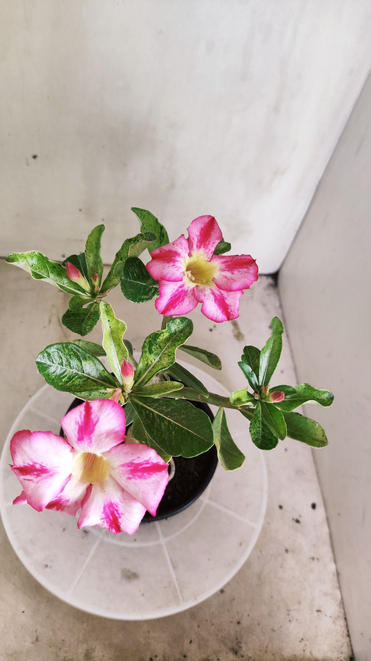 ENXERTO 12885 – 25cm (cor LM 949) VARIEGATA