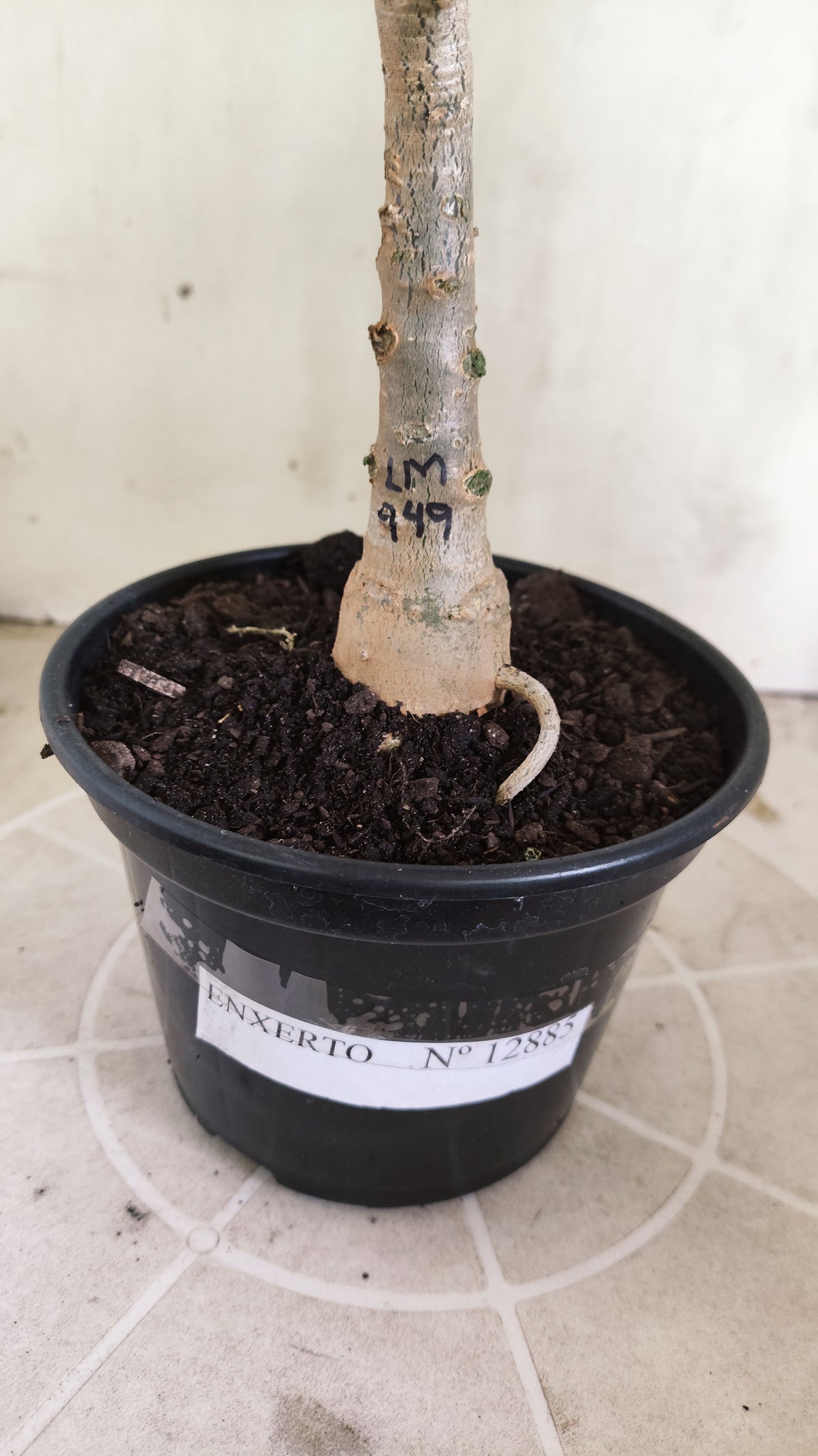 ENXERTO 12885 – 25cm (cor LM 949) VARIEGATA