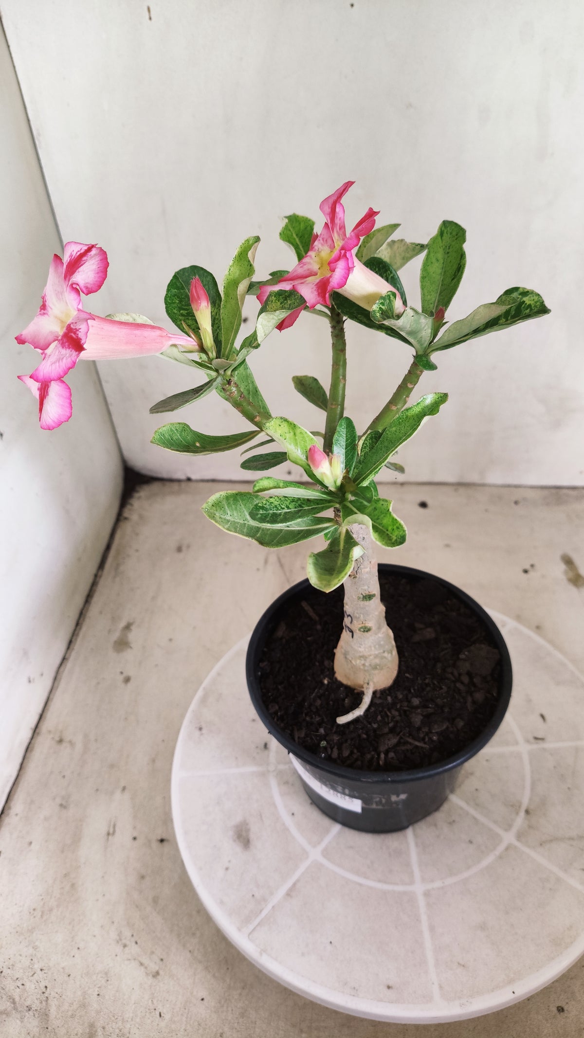 ENXERTO 12885 – 25cm (cor LM 949) VARIEGATA