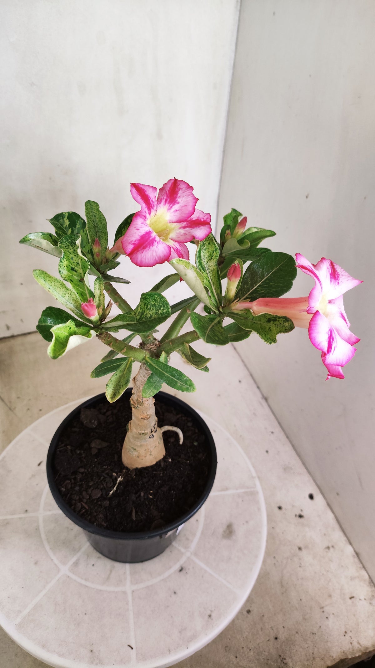 ENXERTO 12885 – 25cm (cor LM 949) VARIEGATA