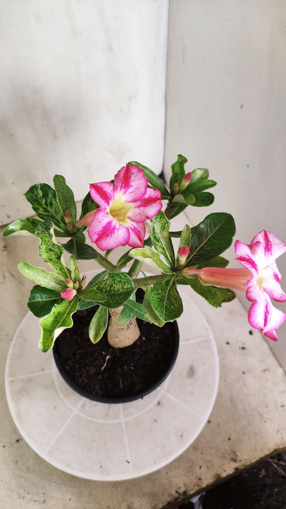 ENXERTO 12885 – 25cm (cor LM 949) VARIEGATA