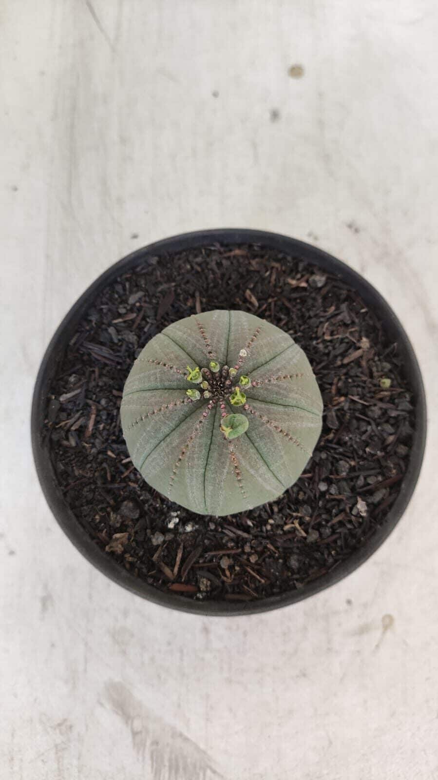 Euforbia "OBESA" - Nº 10 - vaso 11