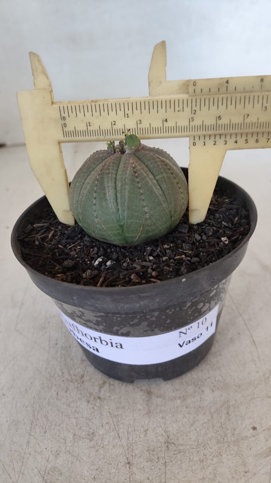 Euforbia "OBESA" - Nº 10 - vaso 11