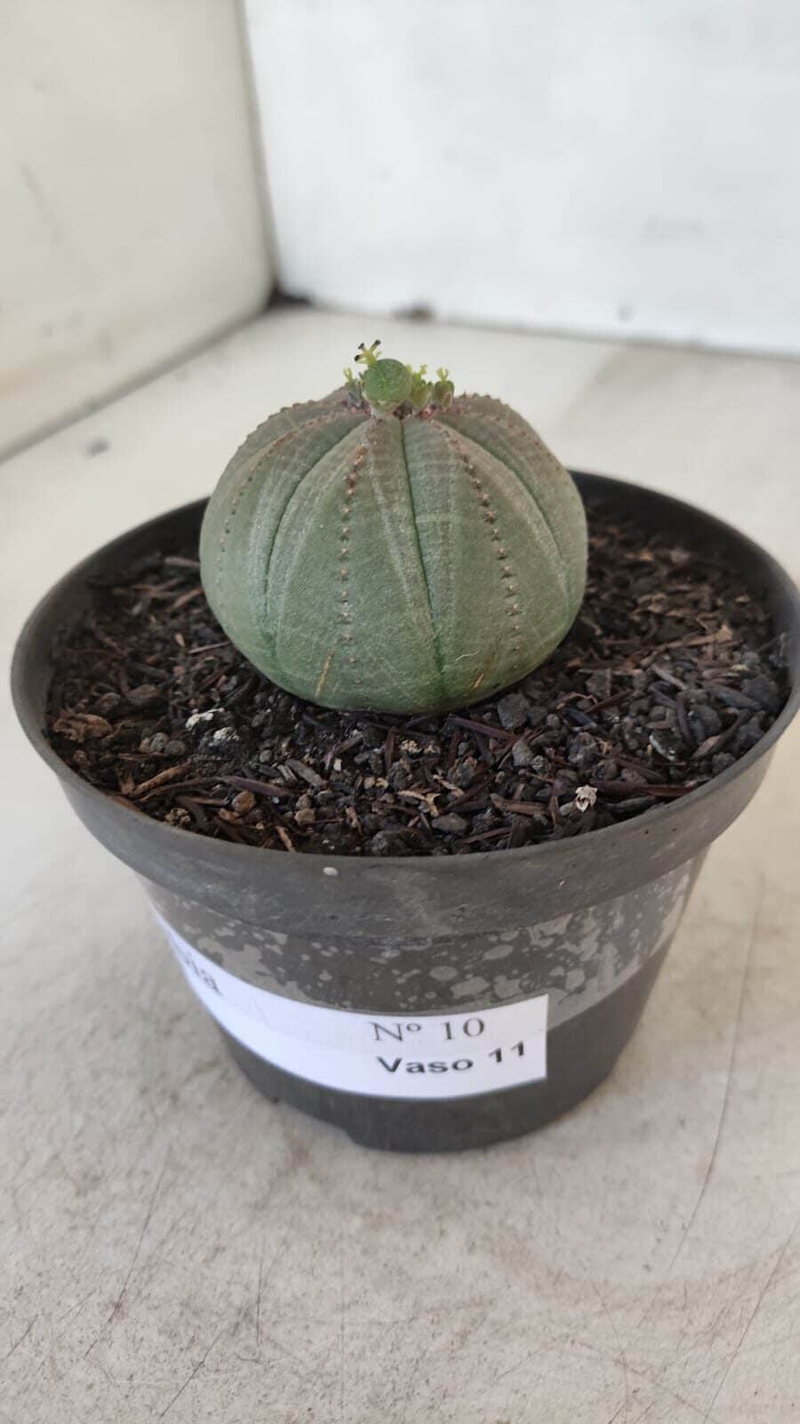 Euforbia "OBESA" - Nº 10 - vaso 11