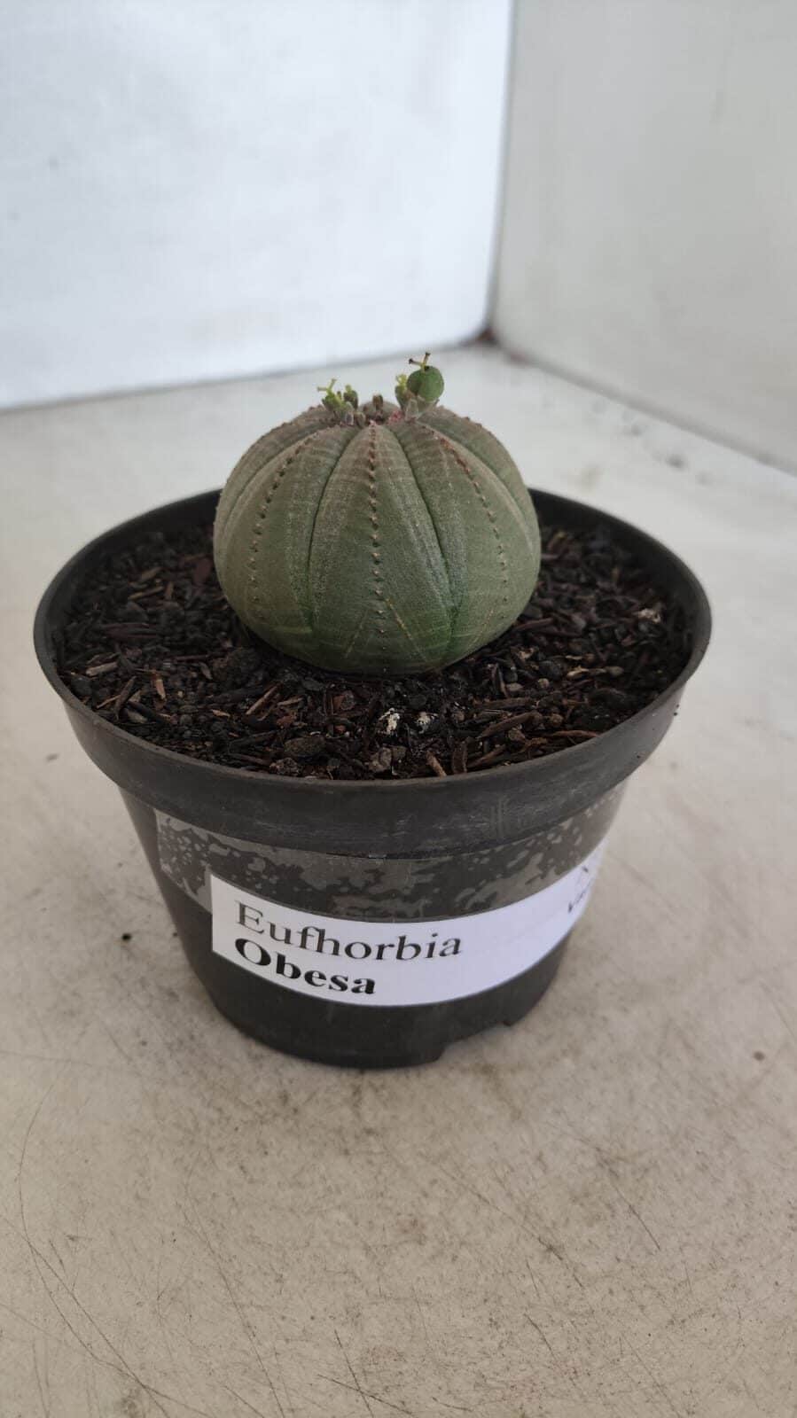 Euforbia "OBESA" - Nº 10 - vaso 11