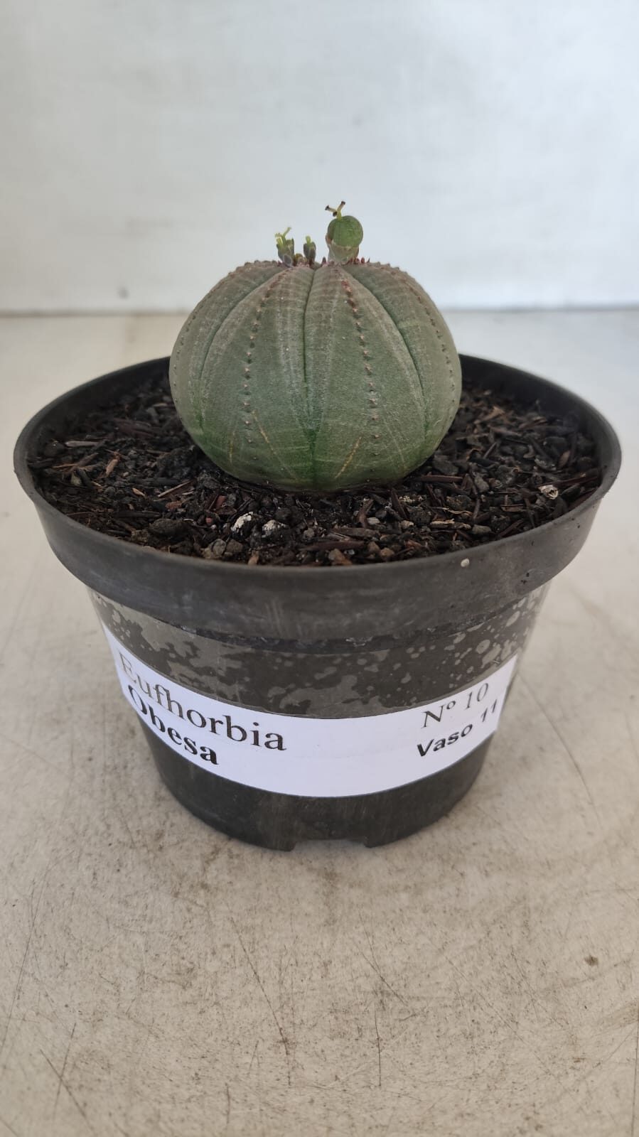 Euforbia "OBESA" - Nº 10 - vaso 11