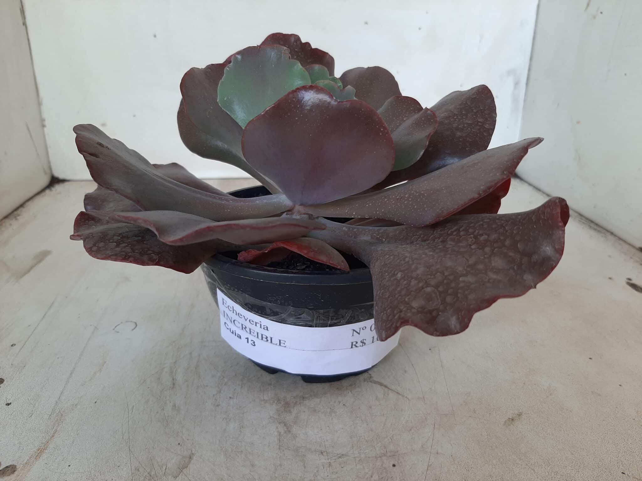 Echeveria INCREIBLE - Nº 05 - cuia 13