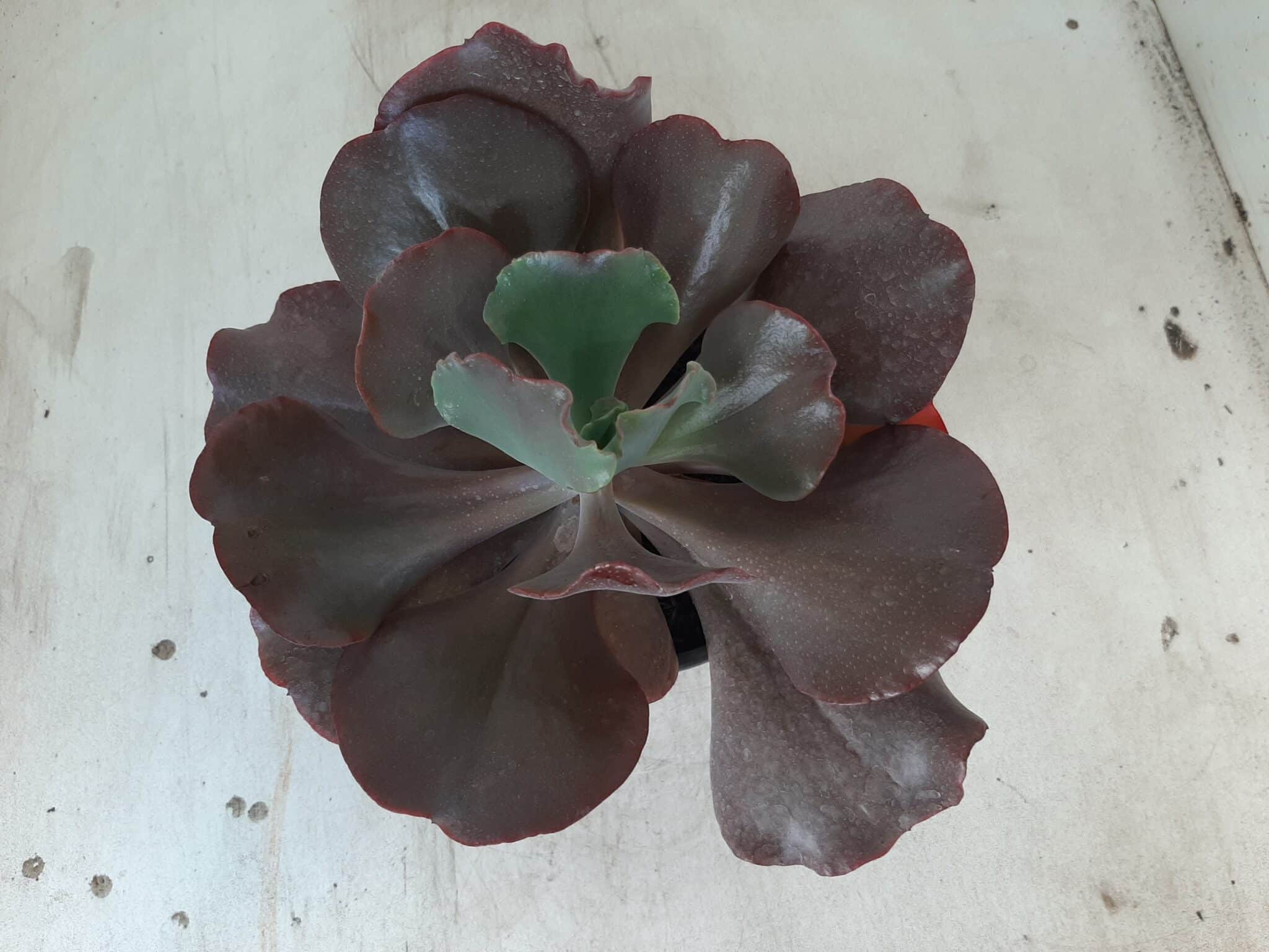 Echeveria INCREIBLE - Nº 05 - cuia 13