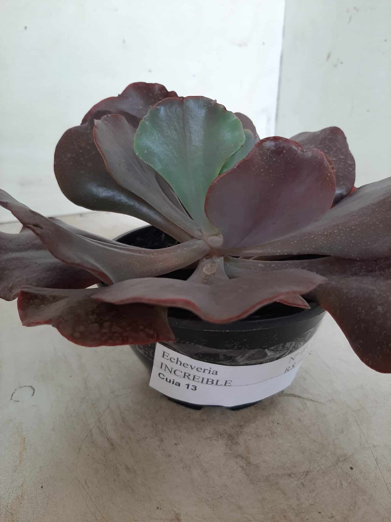 Echeveria INCREIBLE - Nº 05 - cuia 13