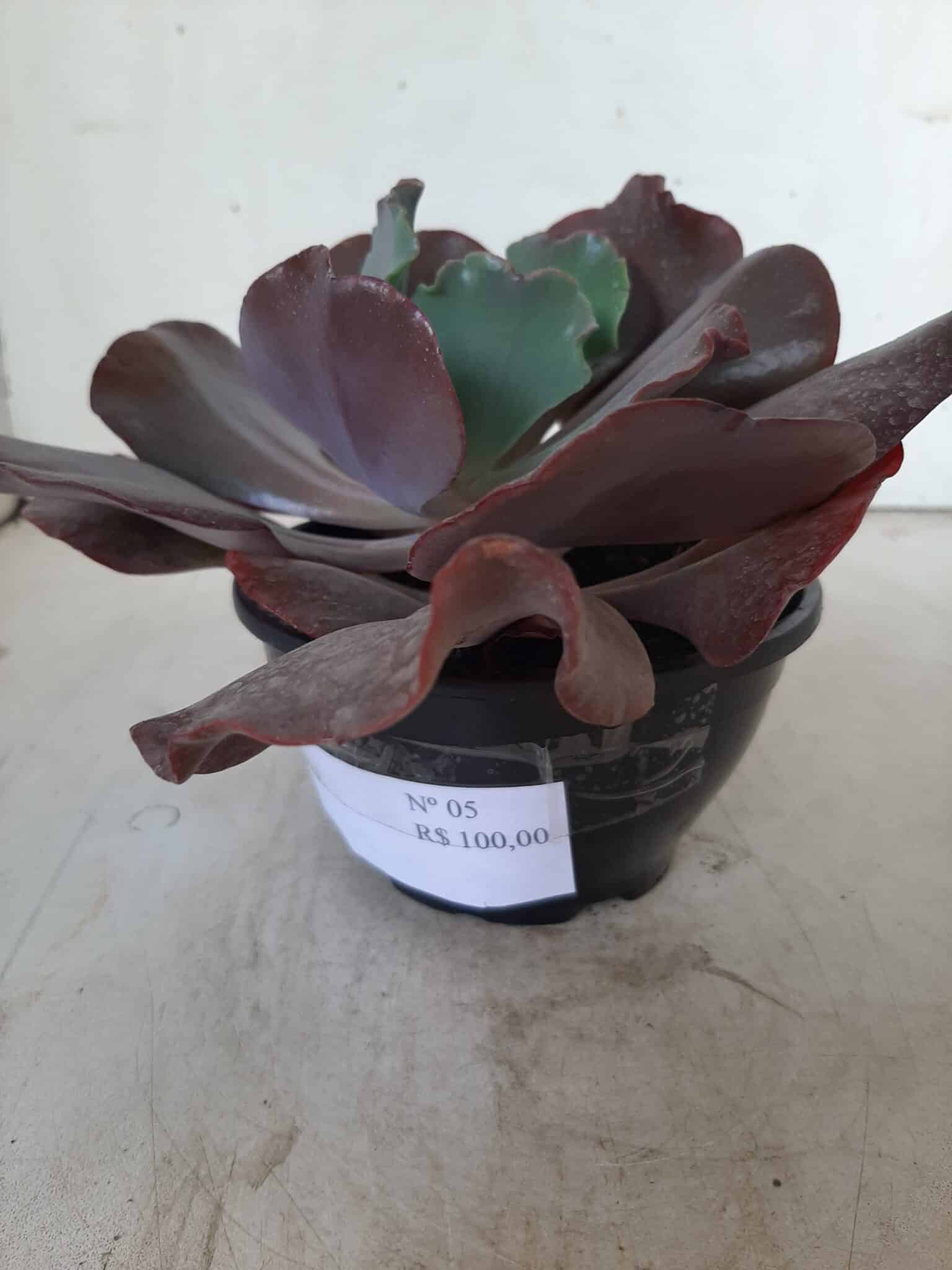 Echeveria INCREIBLE - Nº 05 - cuia 13