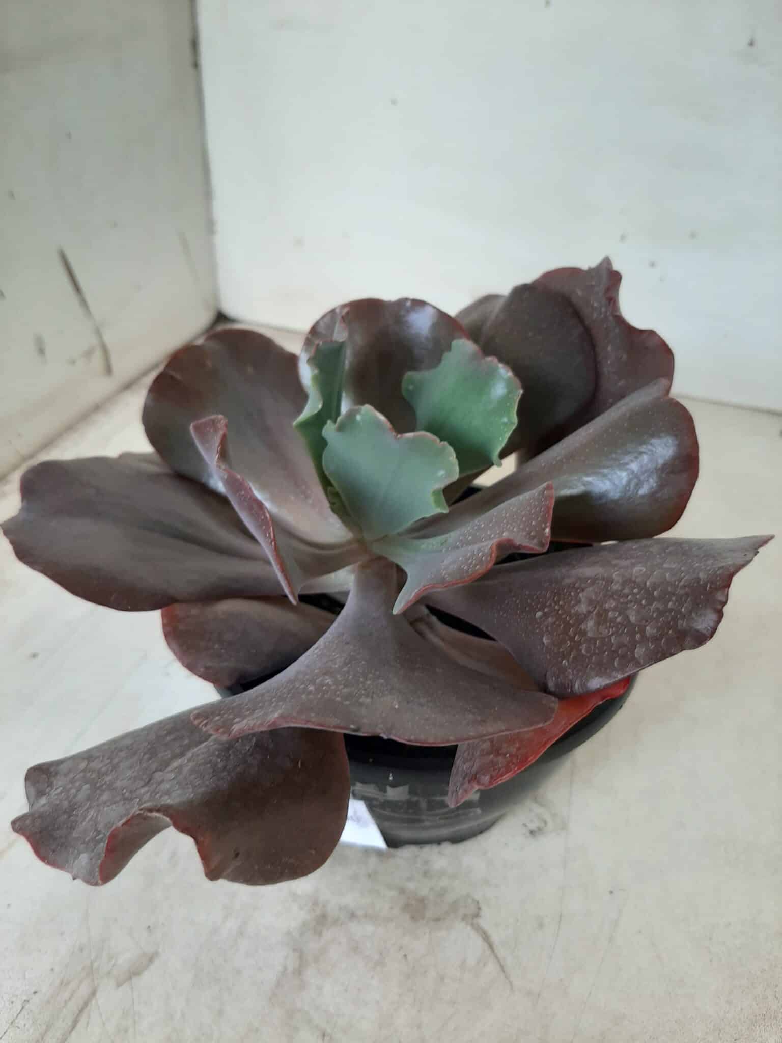 Echeveria INCREIBLE - Nº 05 - cuia 13