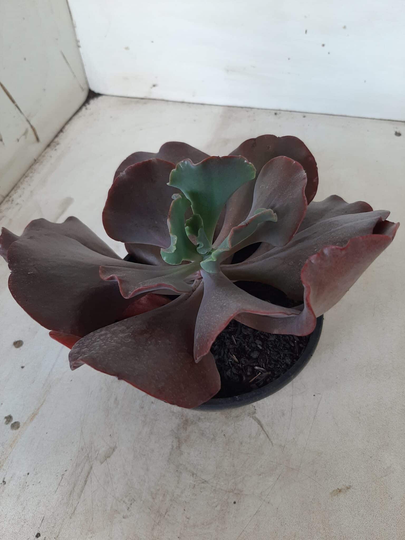 Echeveria INCREIBLE - Nº 05 - cuia 13