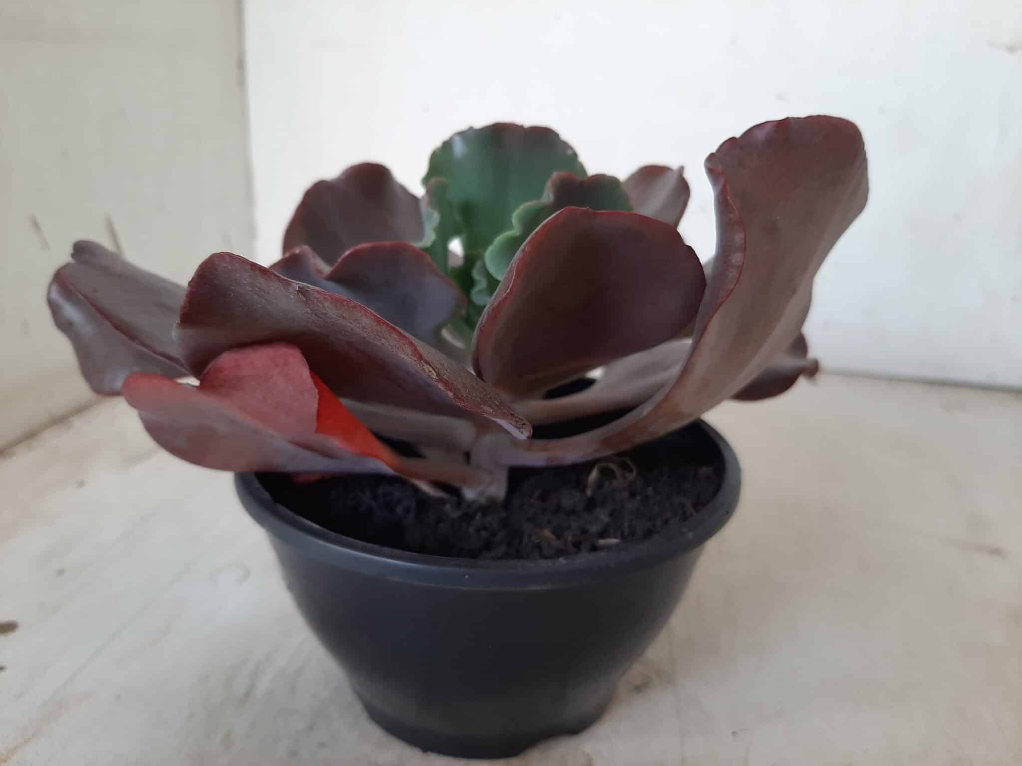 Echeveria INCREIBLE - Nº 05 - cuia 13