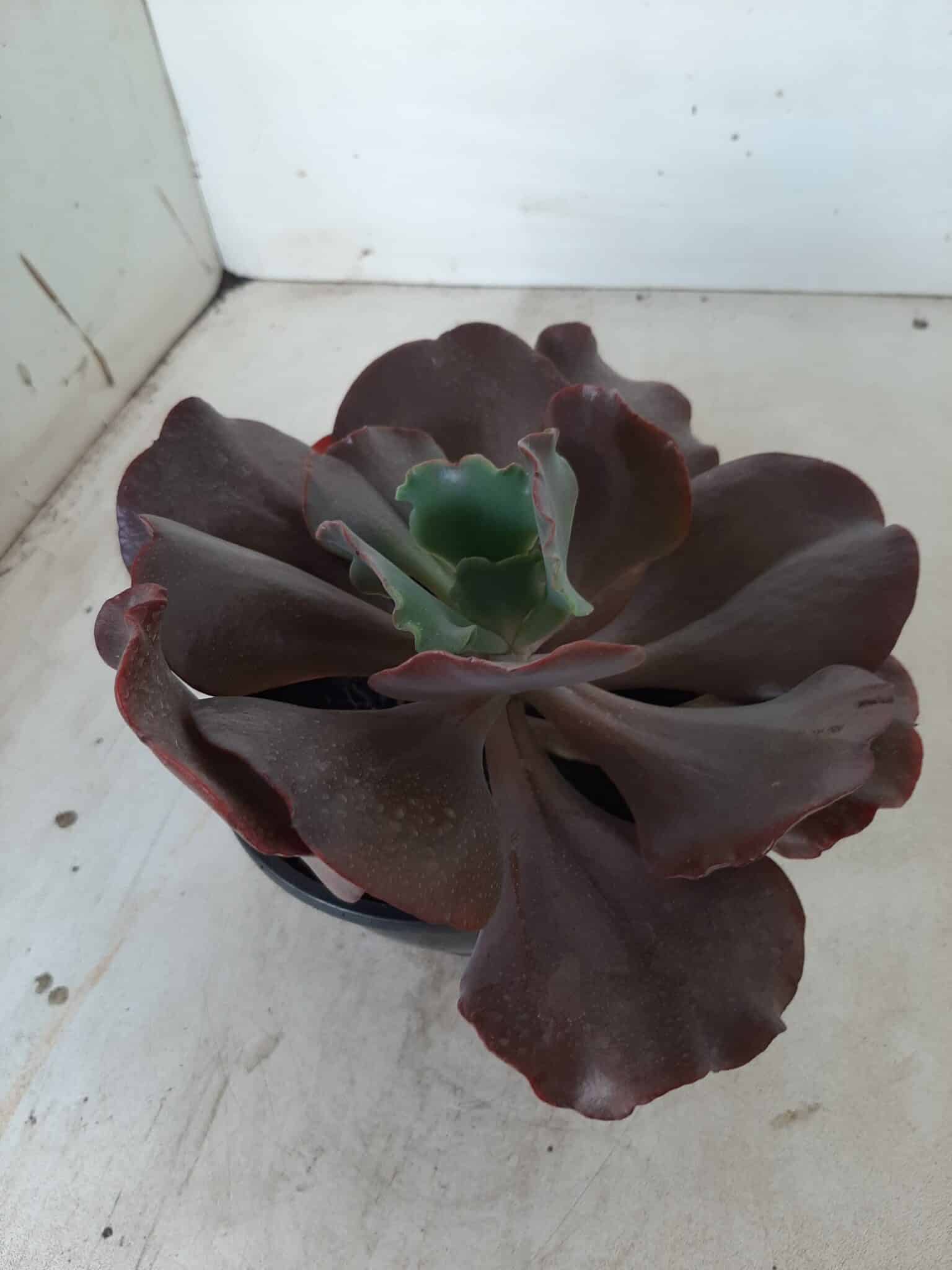 Echeveria INCREIBLE - Nº 05 - cuia 13