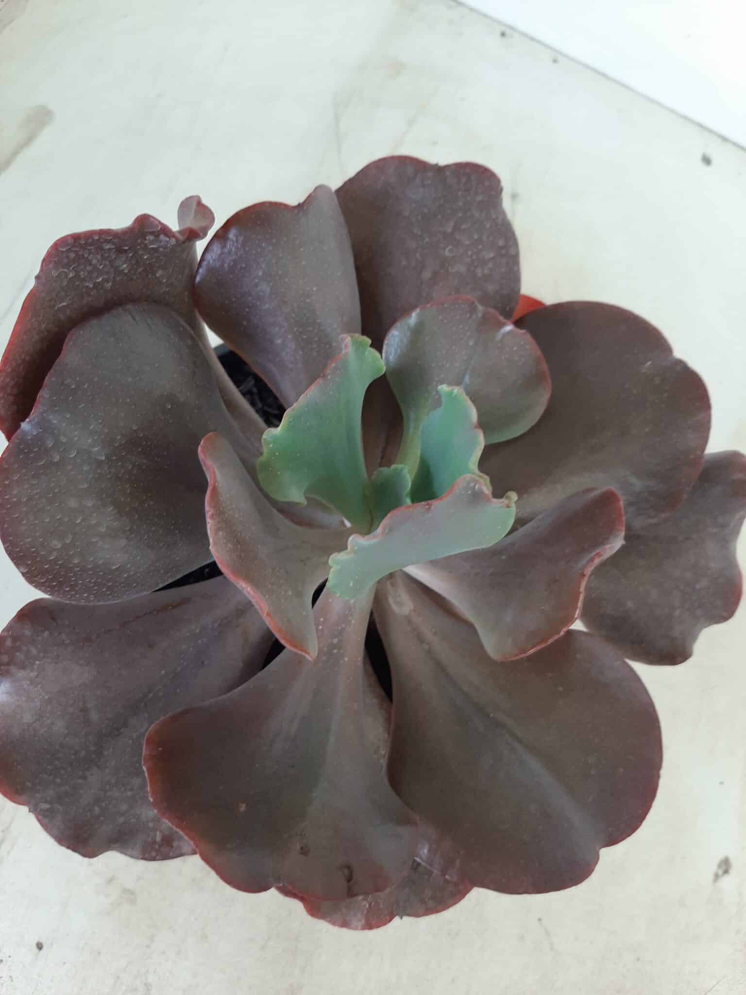 Echeveria INCREIBLE - Nº 05 - cuia 13