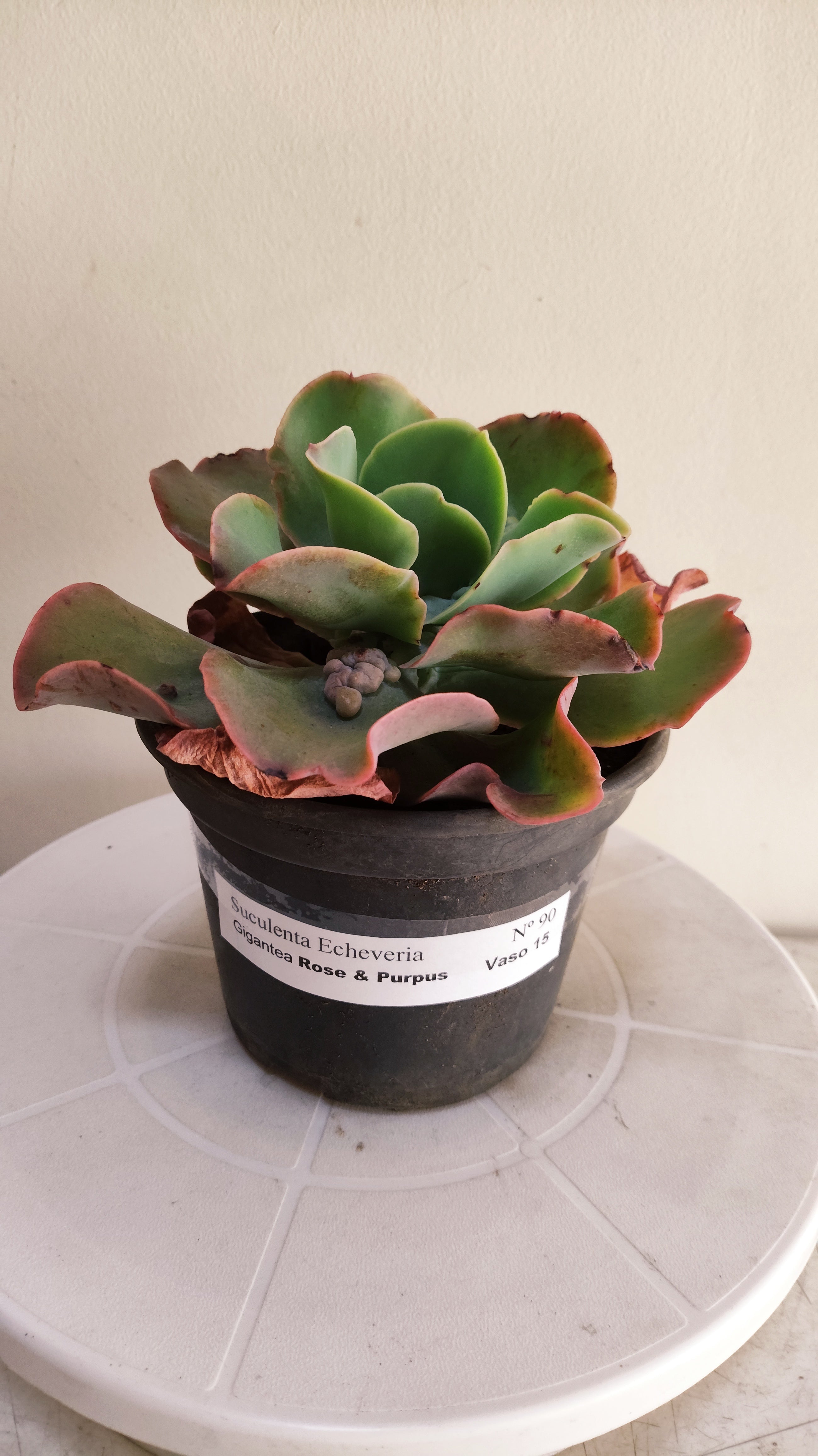 Suculenta Echeveria Gigantea Rose & Purpus  N° 90 - Vaso 15