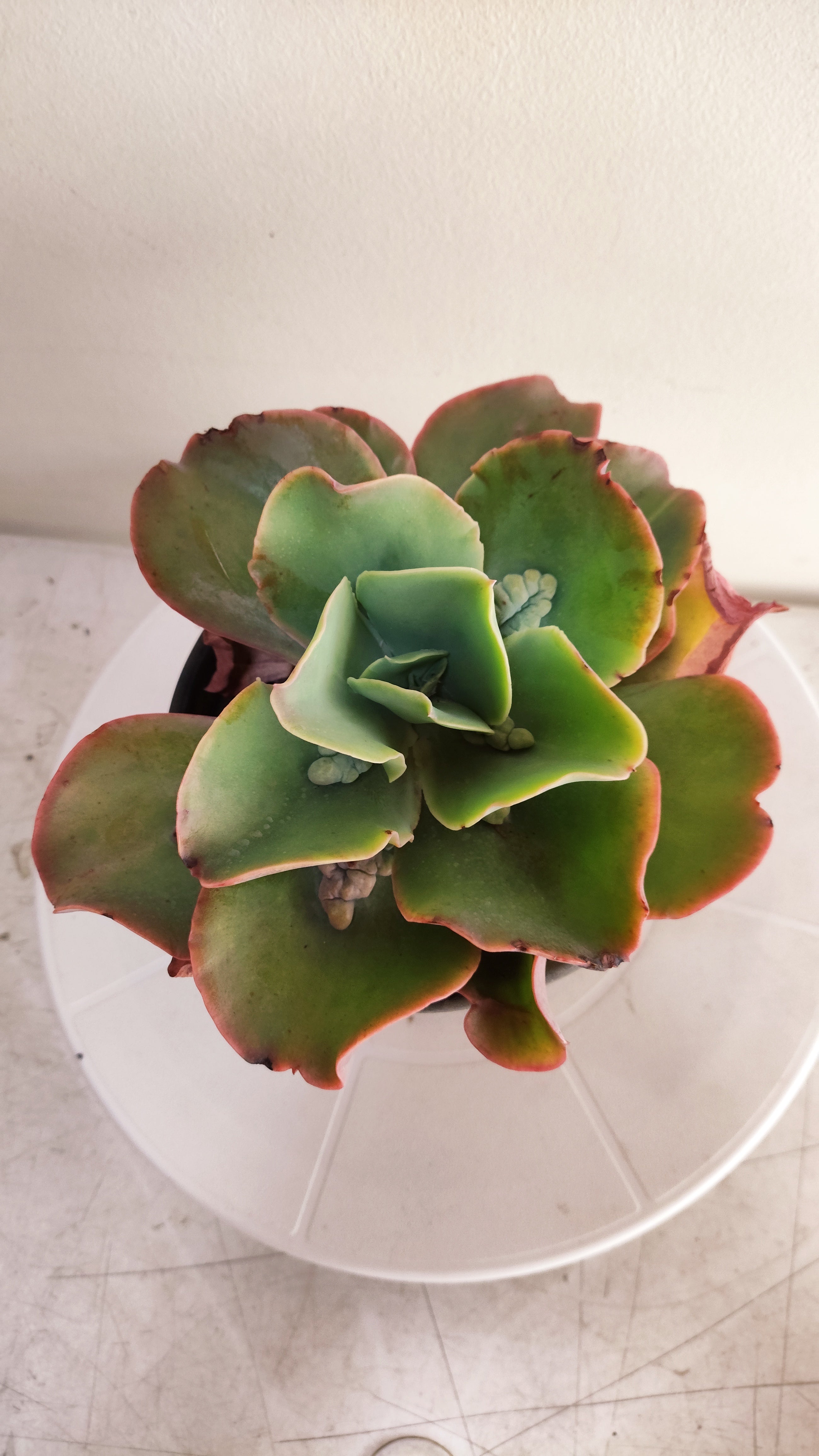 Suculenta Echeveria Gigantea Rose & Purpus  N° 90 - Vaso 15