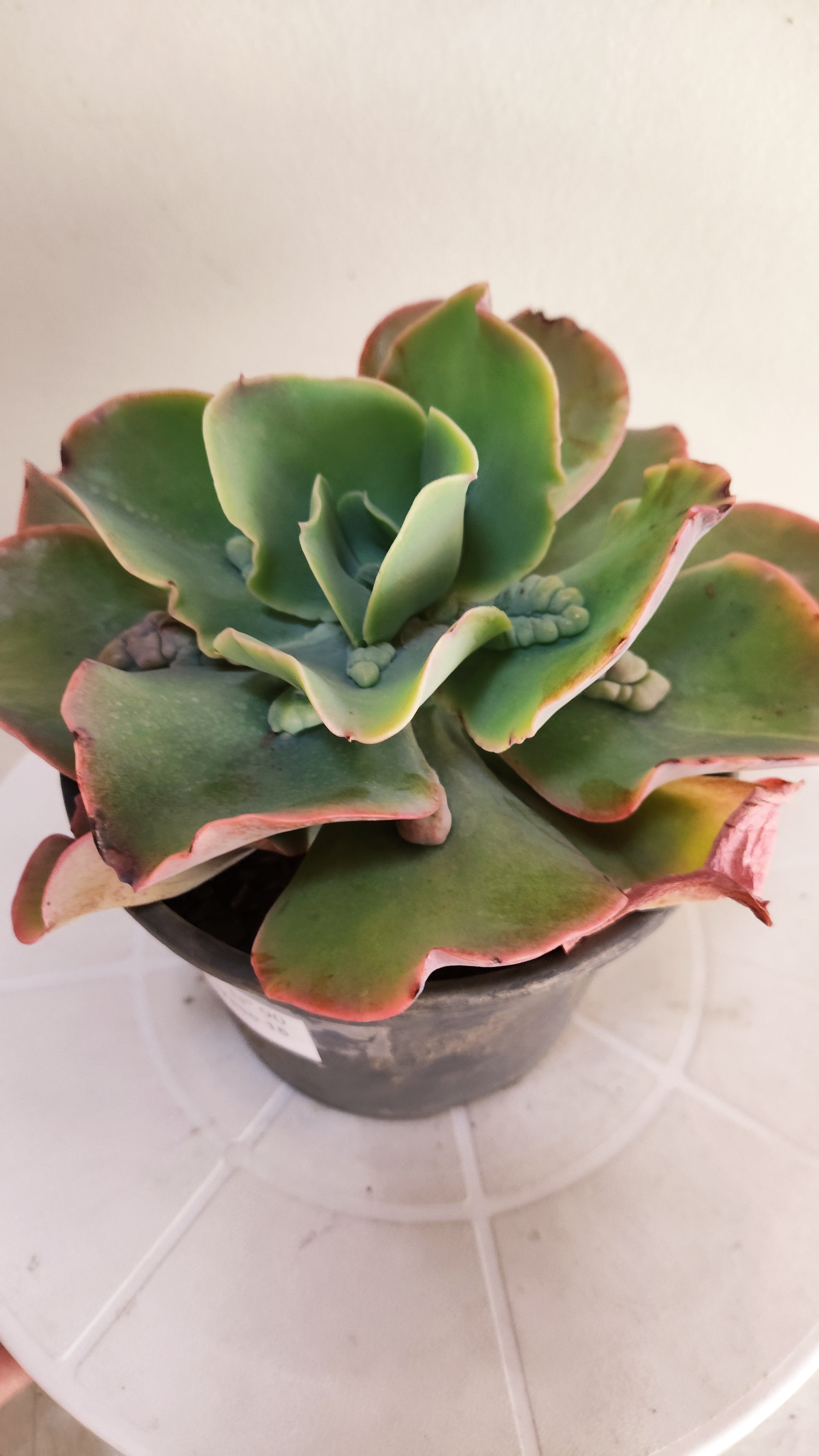 Suculenta Echeveria Gigantea Rose & Purpus  N° 90 - Vaso 15