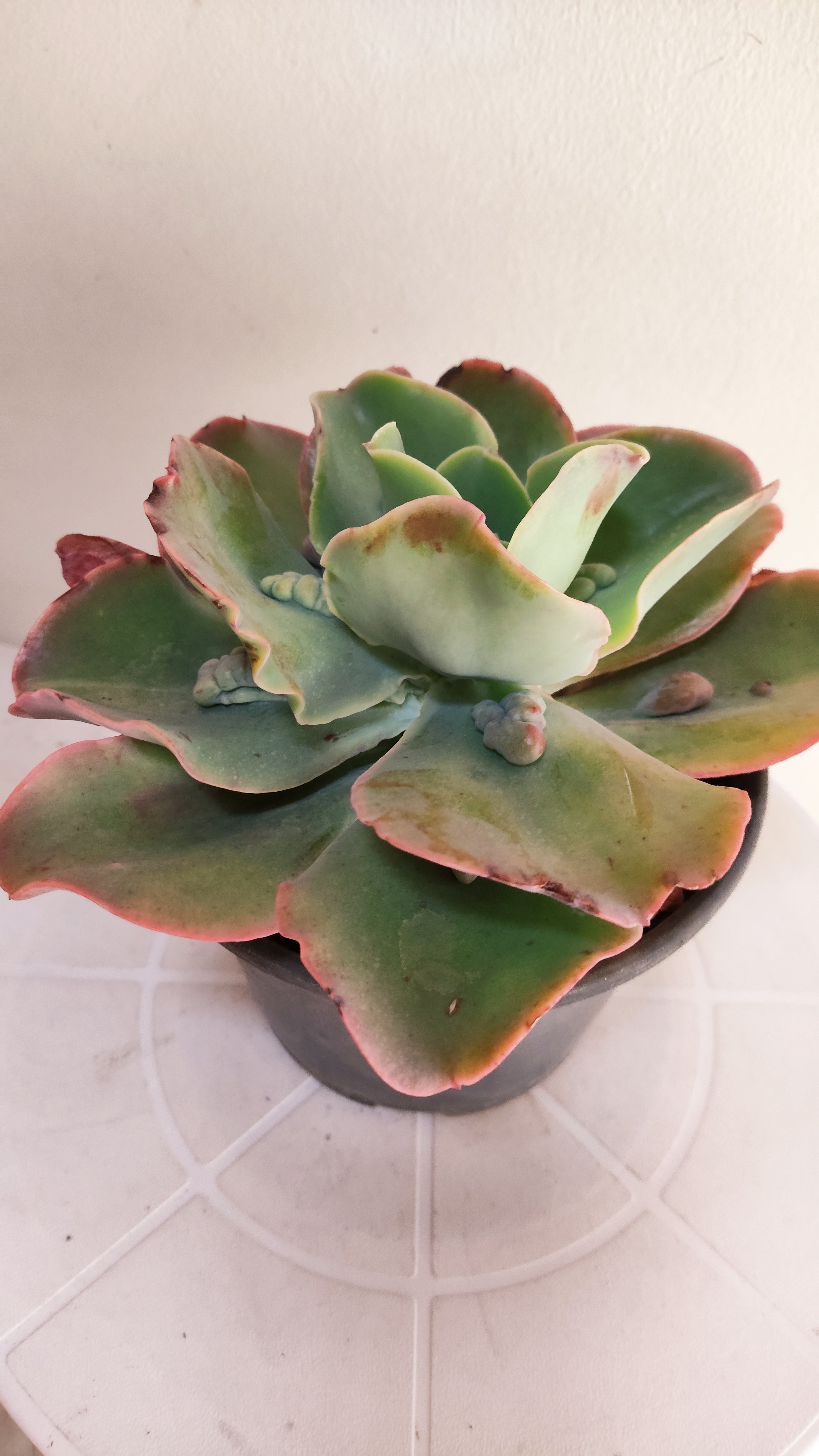 Suculenta Echeveria Gigantea Rose & Purpus  N° 90 - Vaso 15