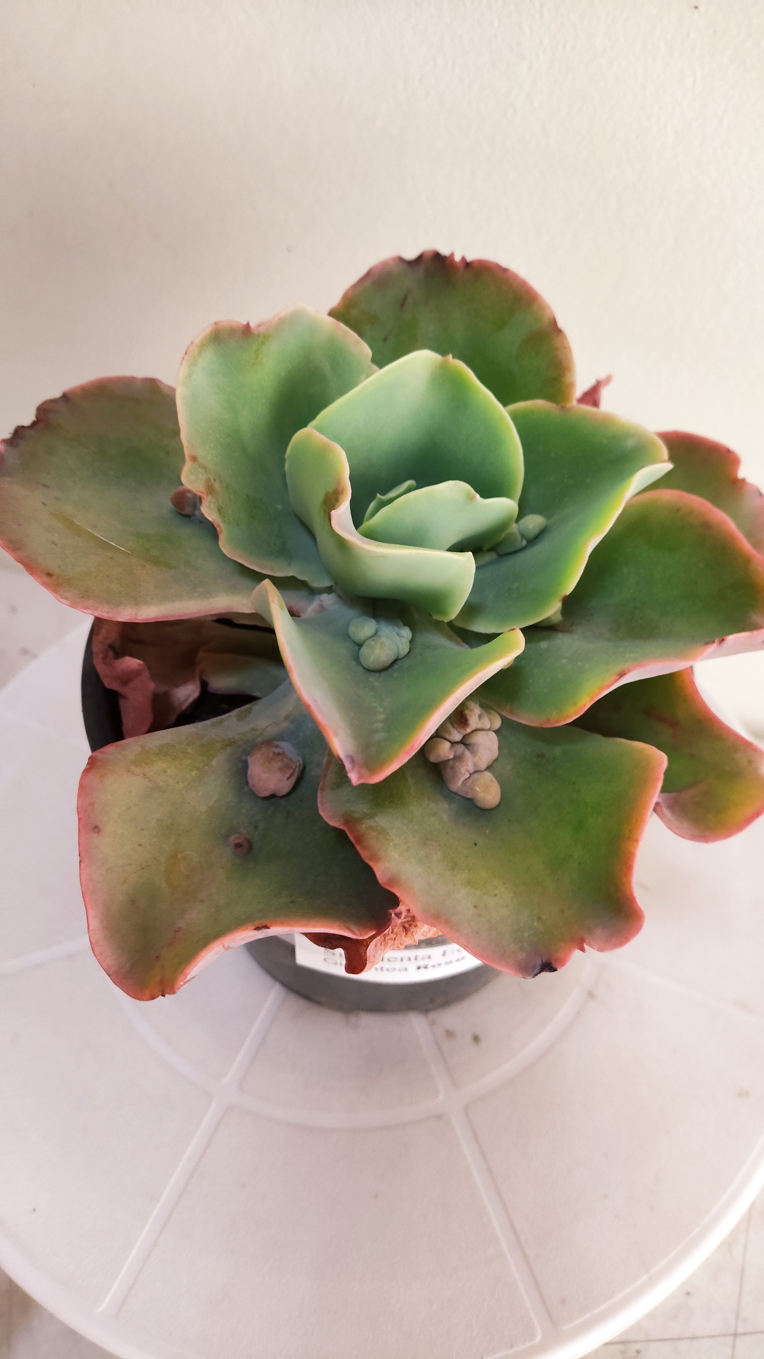 Suculenta Echeveria Gigantea Rose & Purpus  N° 90 - Vaso 15
