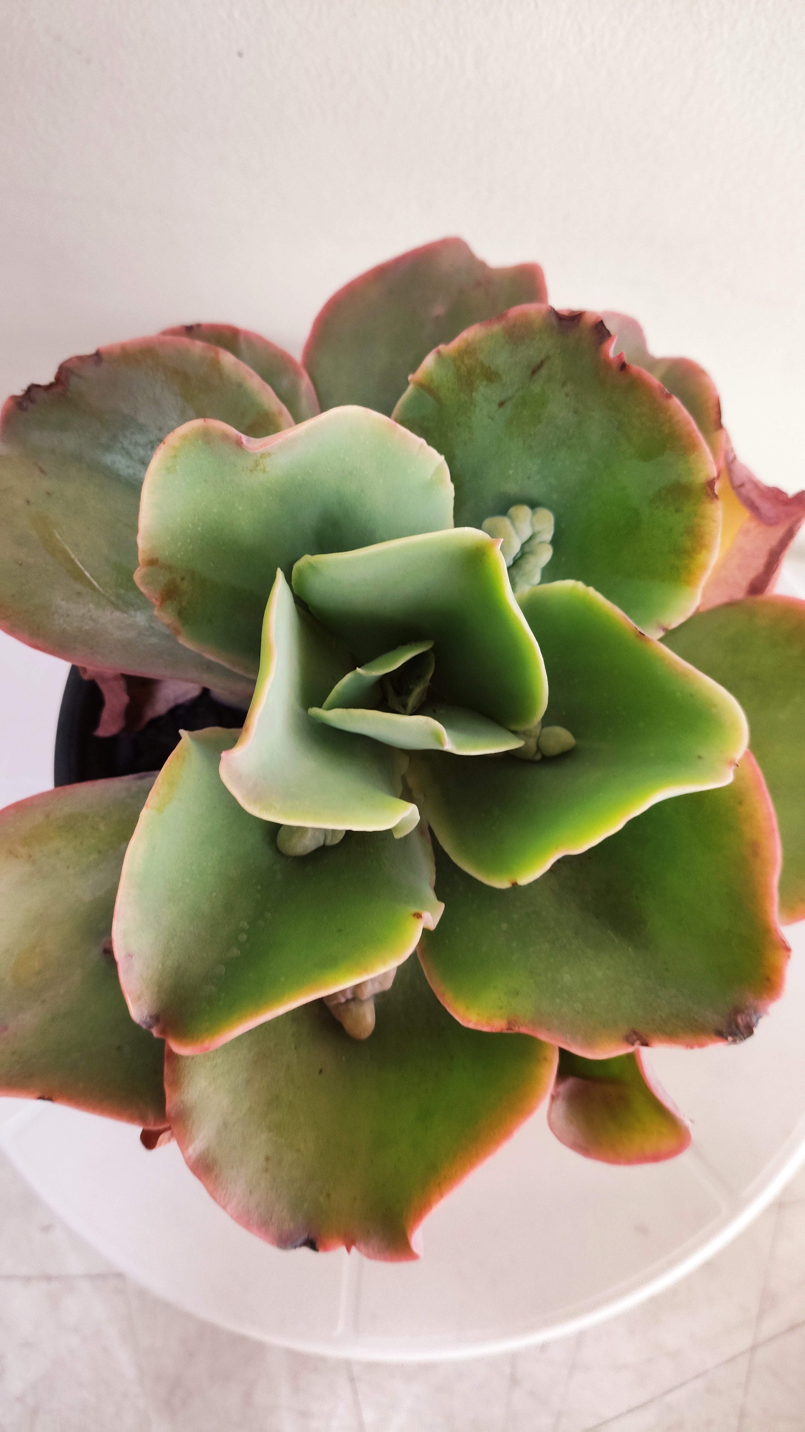 Suculenta Echeveria Gigantea Rose & Purpus  N° 90 - Vaso 15