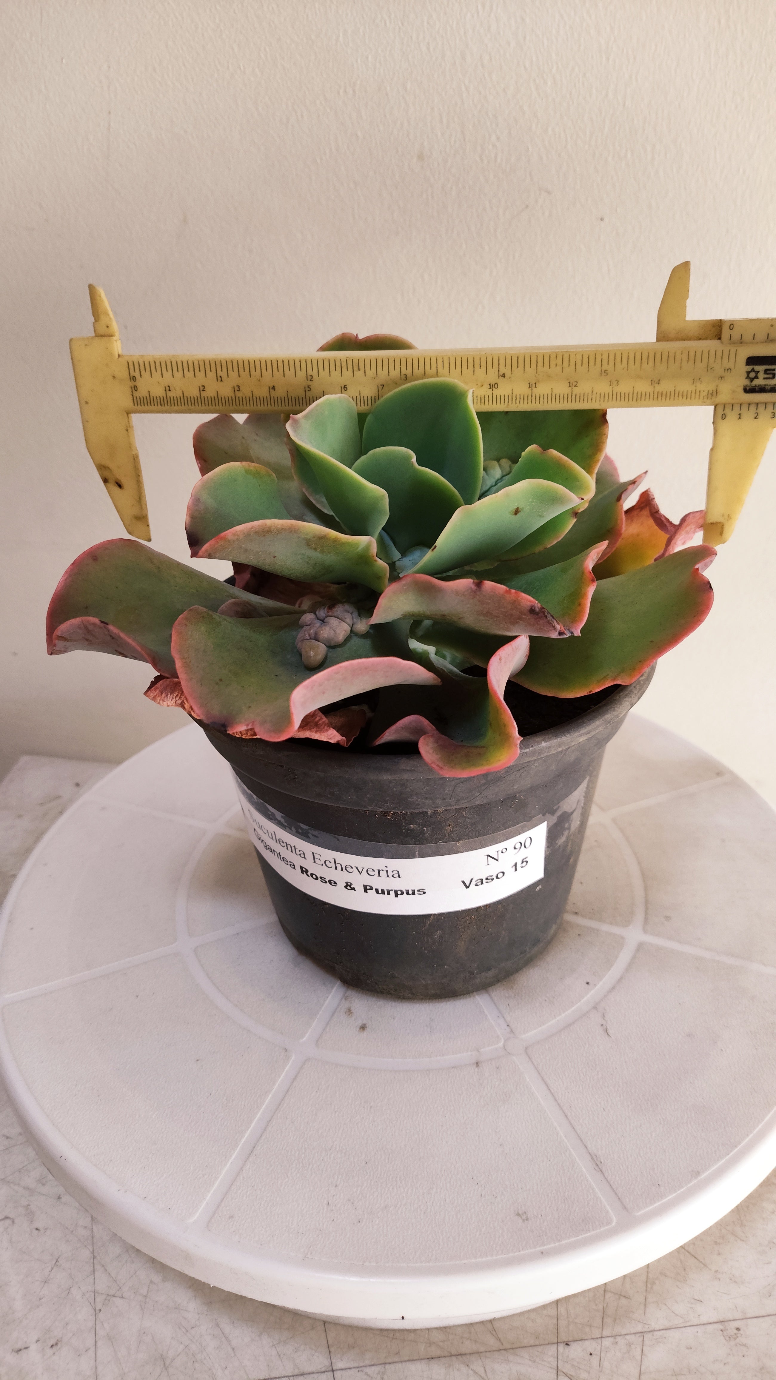 Suculenta Echeveria Gigantea Rose & Purpus  N° 90 - Vaso 15