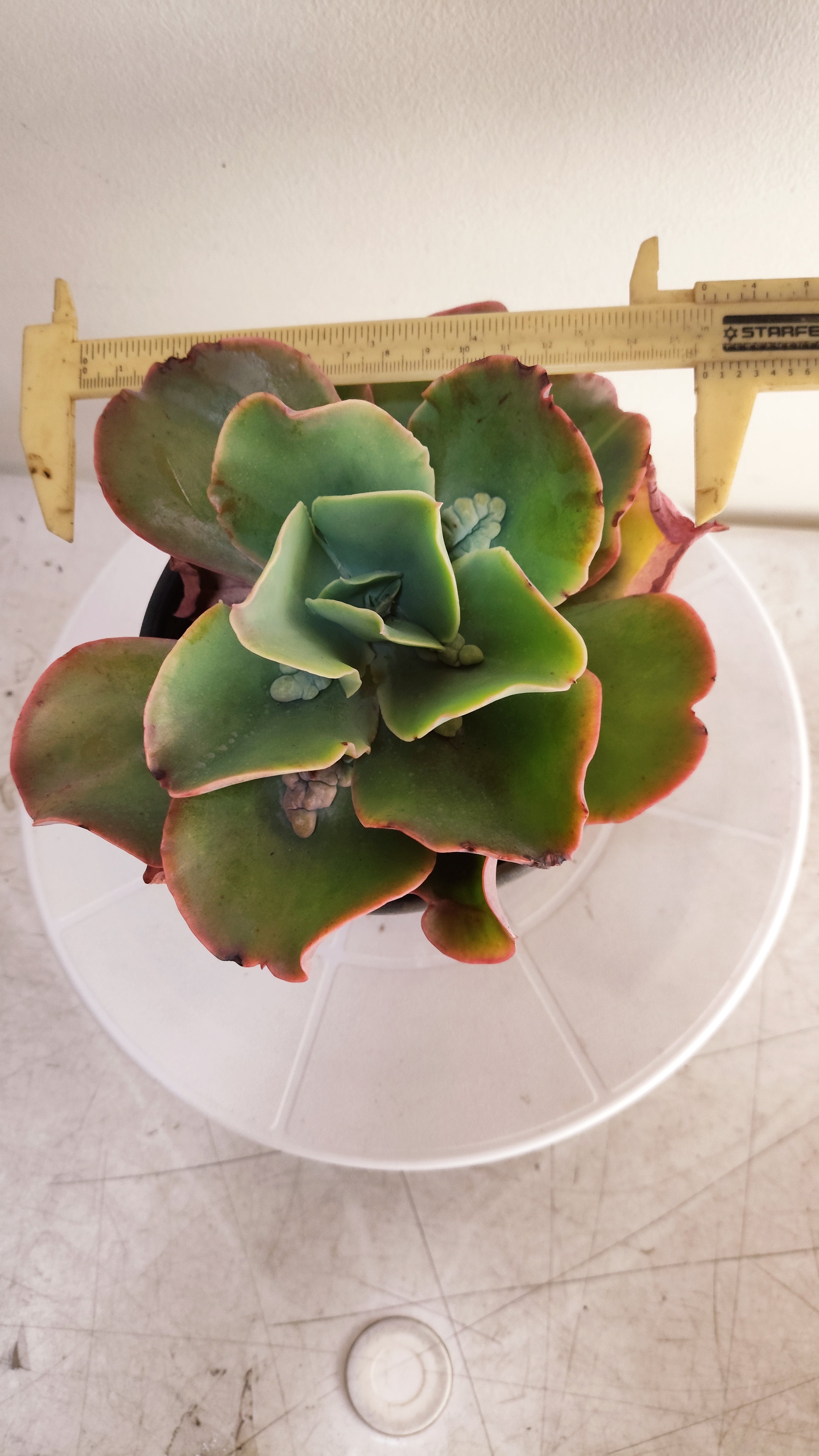 Suculenta Echeveria Gigantea Rose & Purpus  N° 90 - Vaso 15