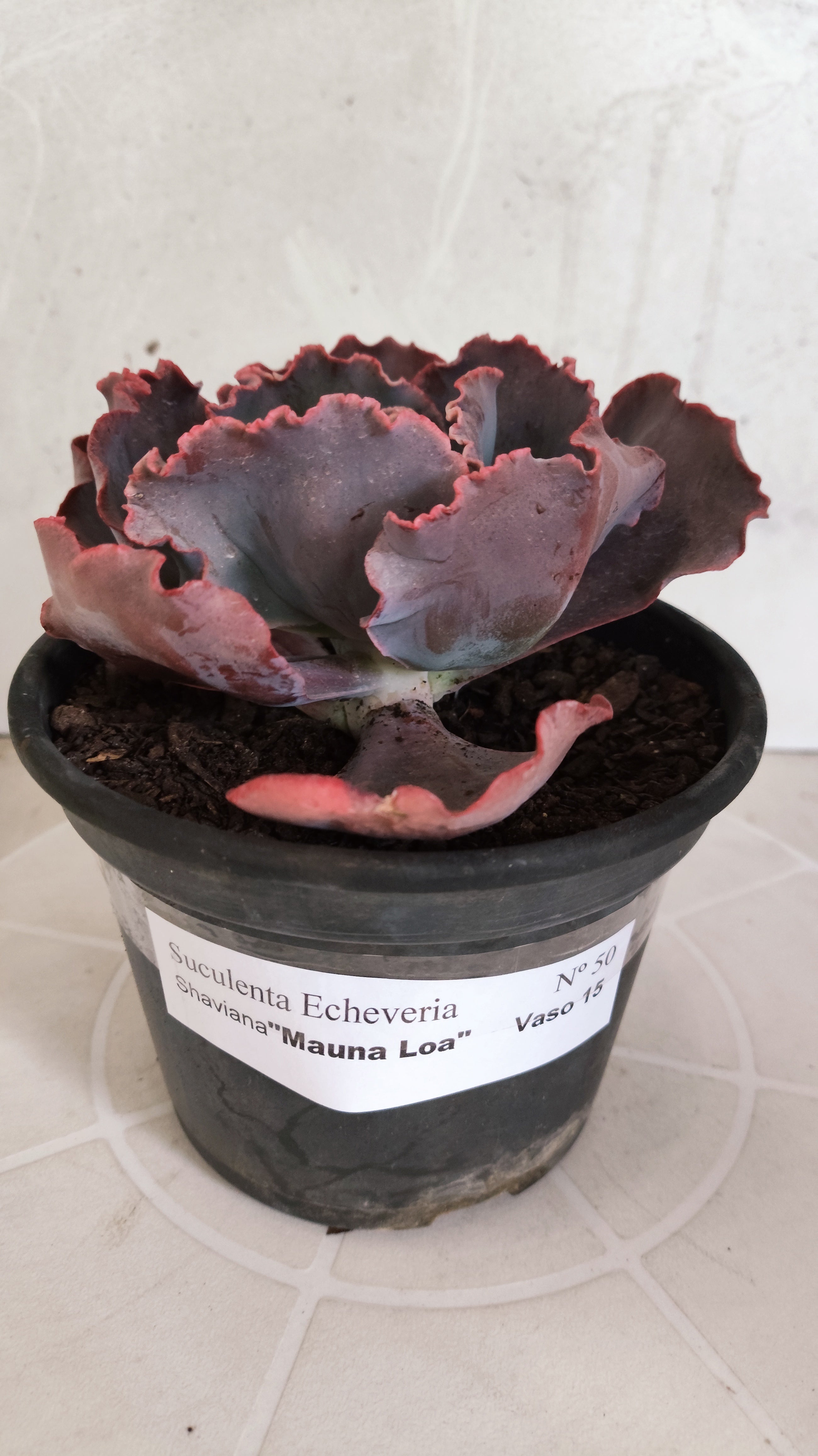 Suculenta Echeveria Shaviana 'MAUNA LOA' N° 50 - Vaso 15