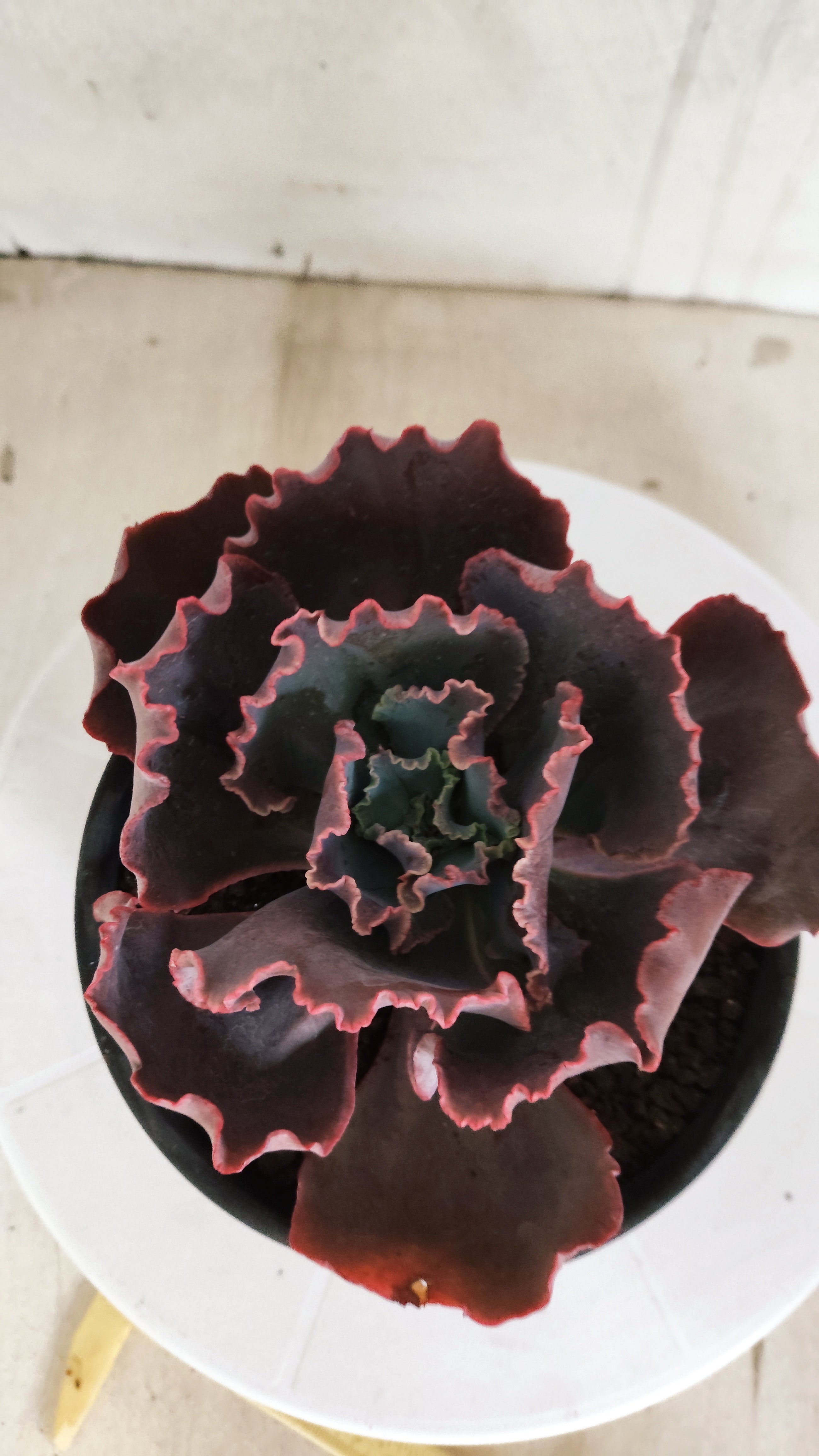 Suculenta Echeveria Shaviana 'MAUNA LOA' N° 50 - Vaso 15