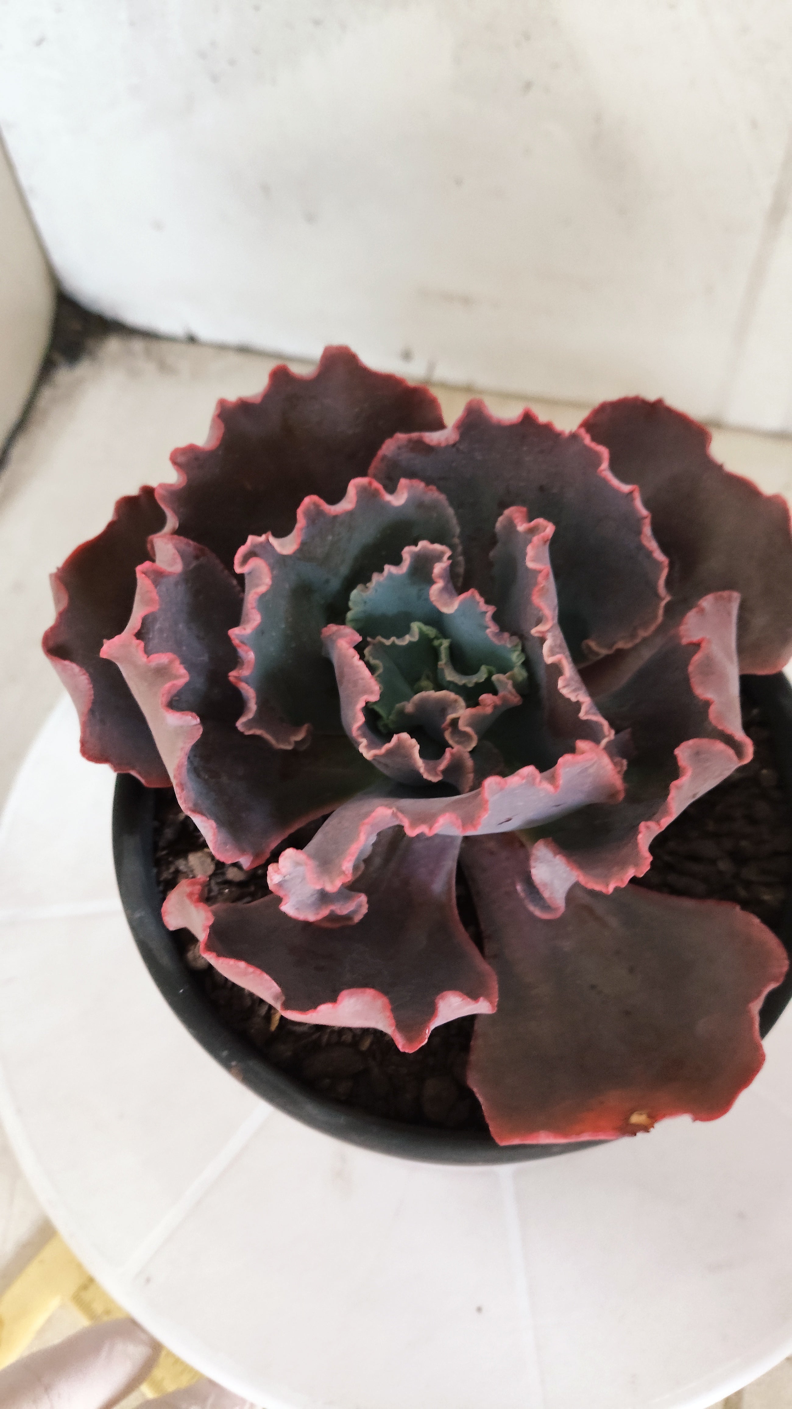Suculenta Echeveria Shaviana 'MAUNA LOA' N° 50 - Vaso 15