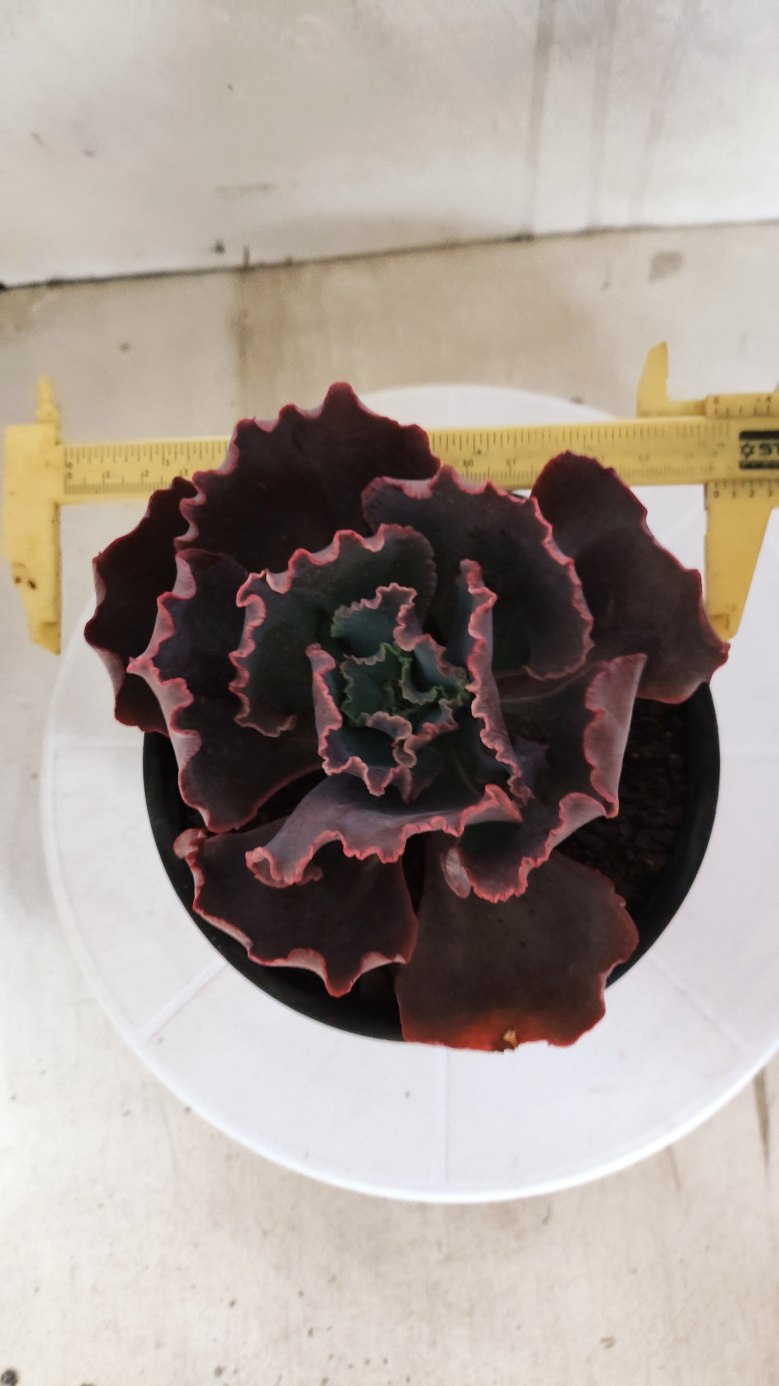 Suculenta Echeveria Shaviana 'MAUNA LOA' N° 50 - Vaso 15