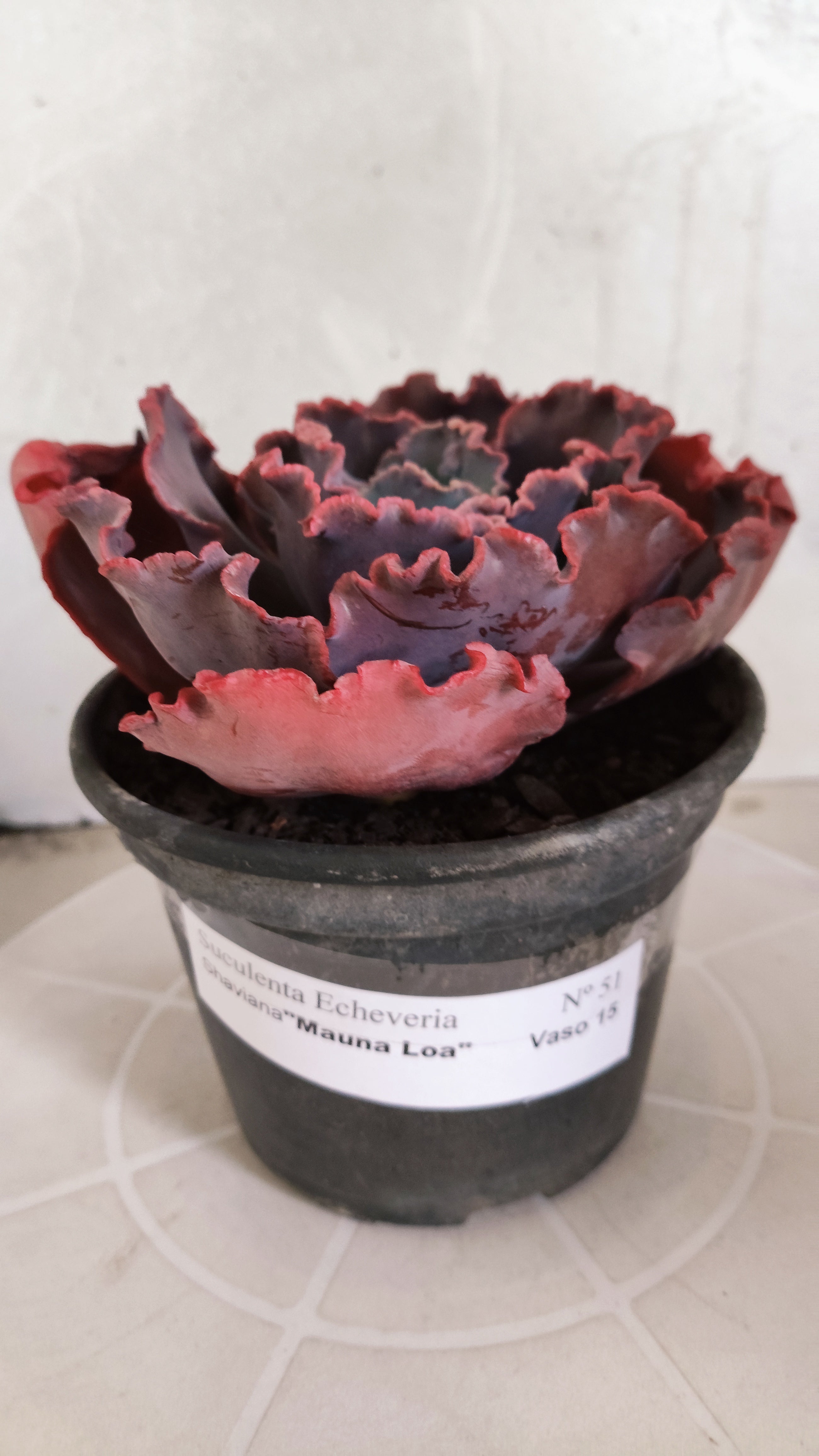 Suculenta Echeveria Shaviana 'MAUNA LOA' N° 51 - Vaso 15