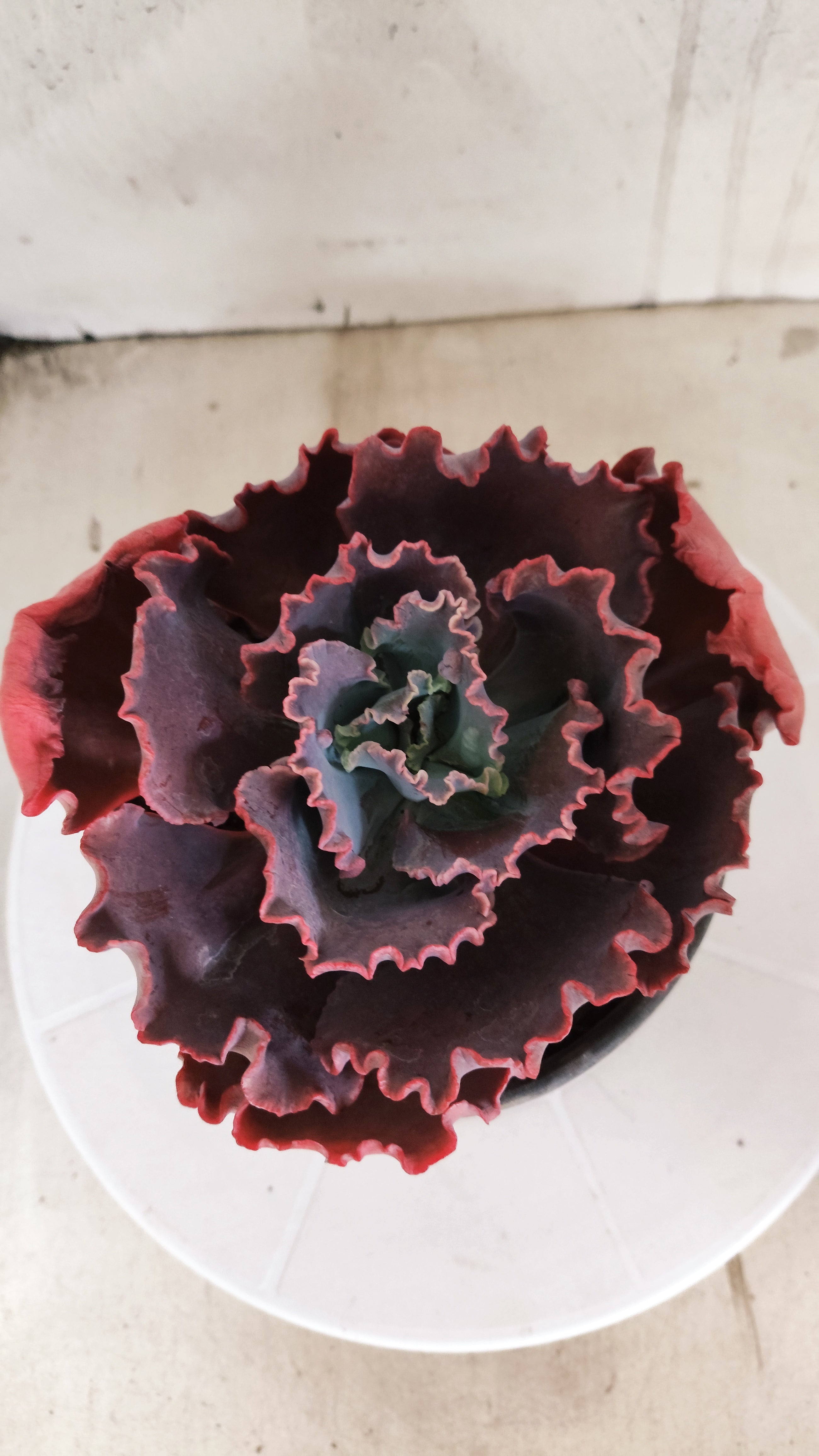 Suculenta Echeveria Shaviana 'MAUNA LOA' N° 51 - Vaso 15
