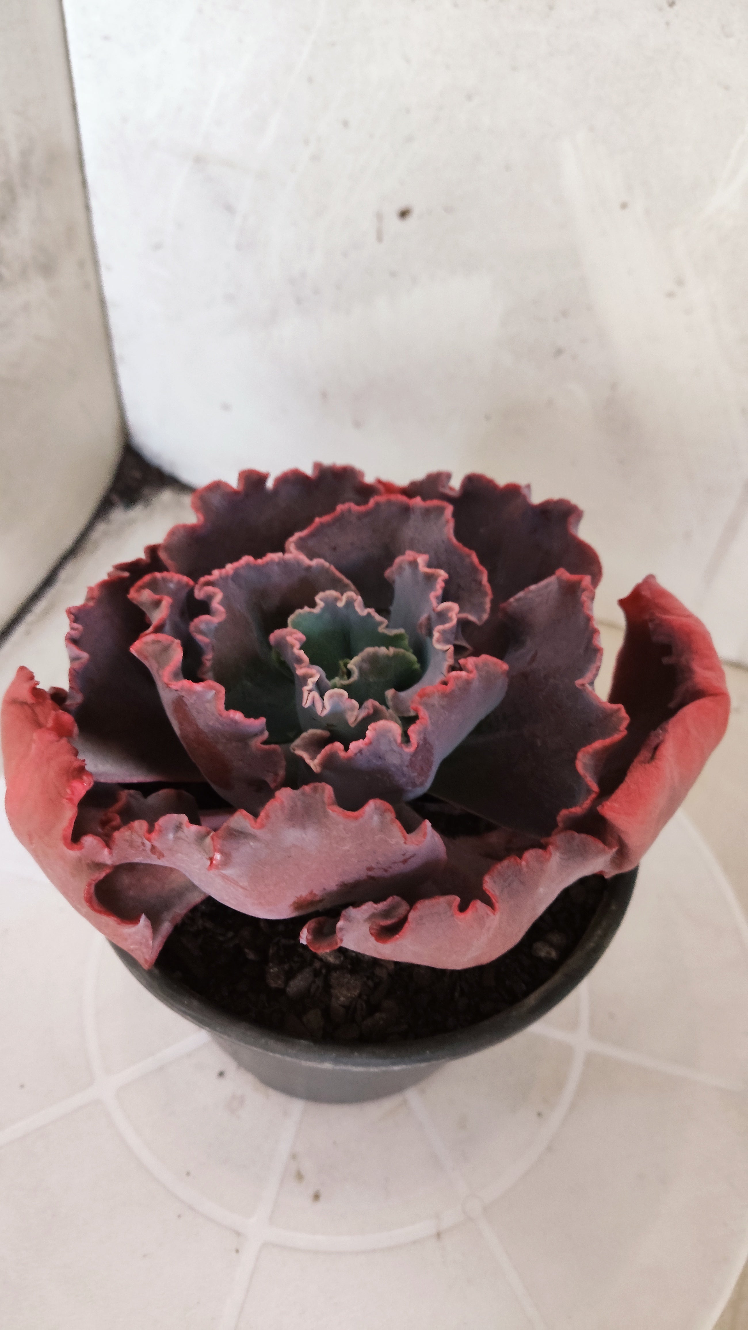 Suculenta Echeveria Shaviana 'MAUNA LOA' N° 51 - Vaso 15