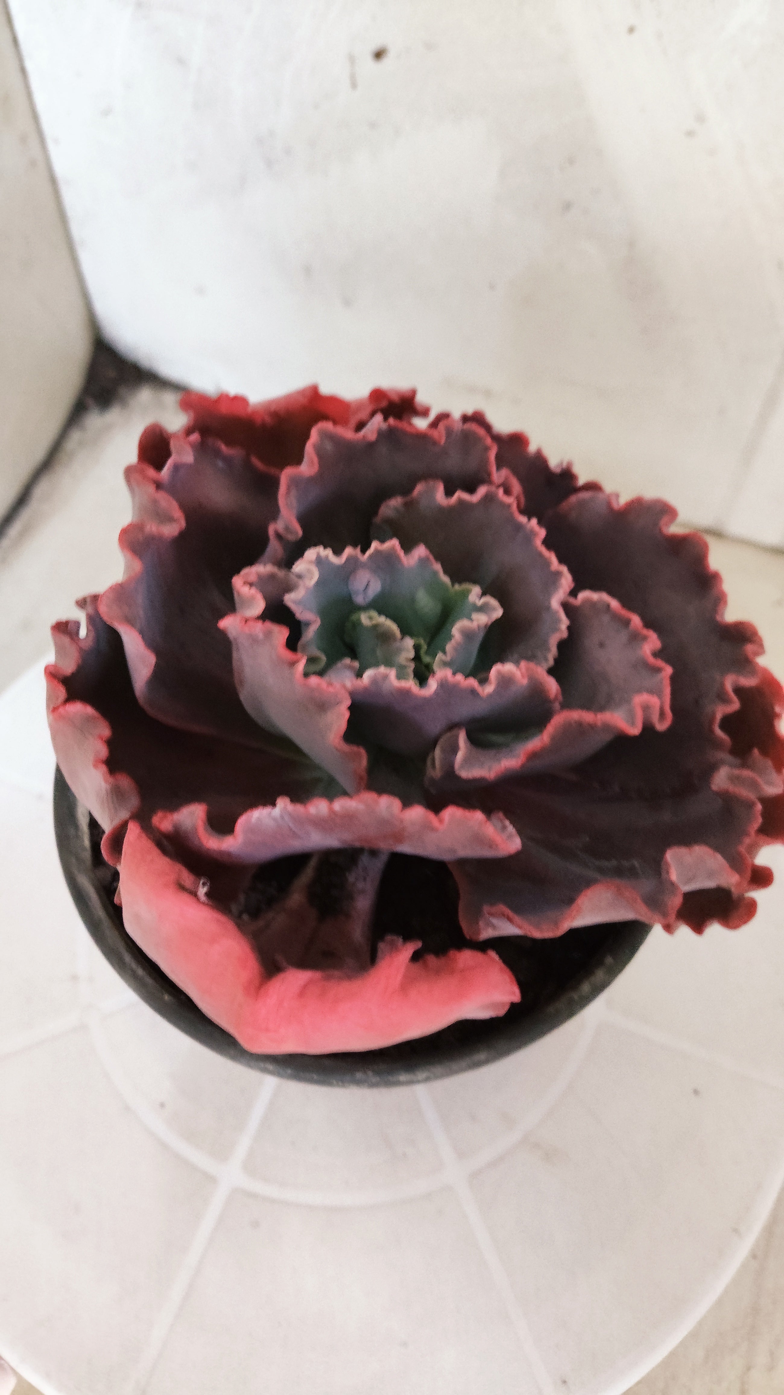 Suculenta Echeveria Shaviana 'MAUNA LOA' N° 51 - Vaso 15