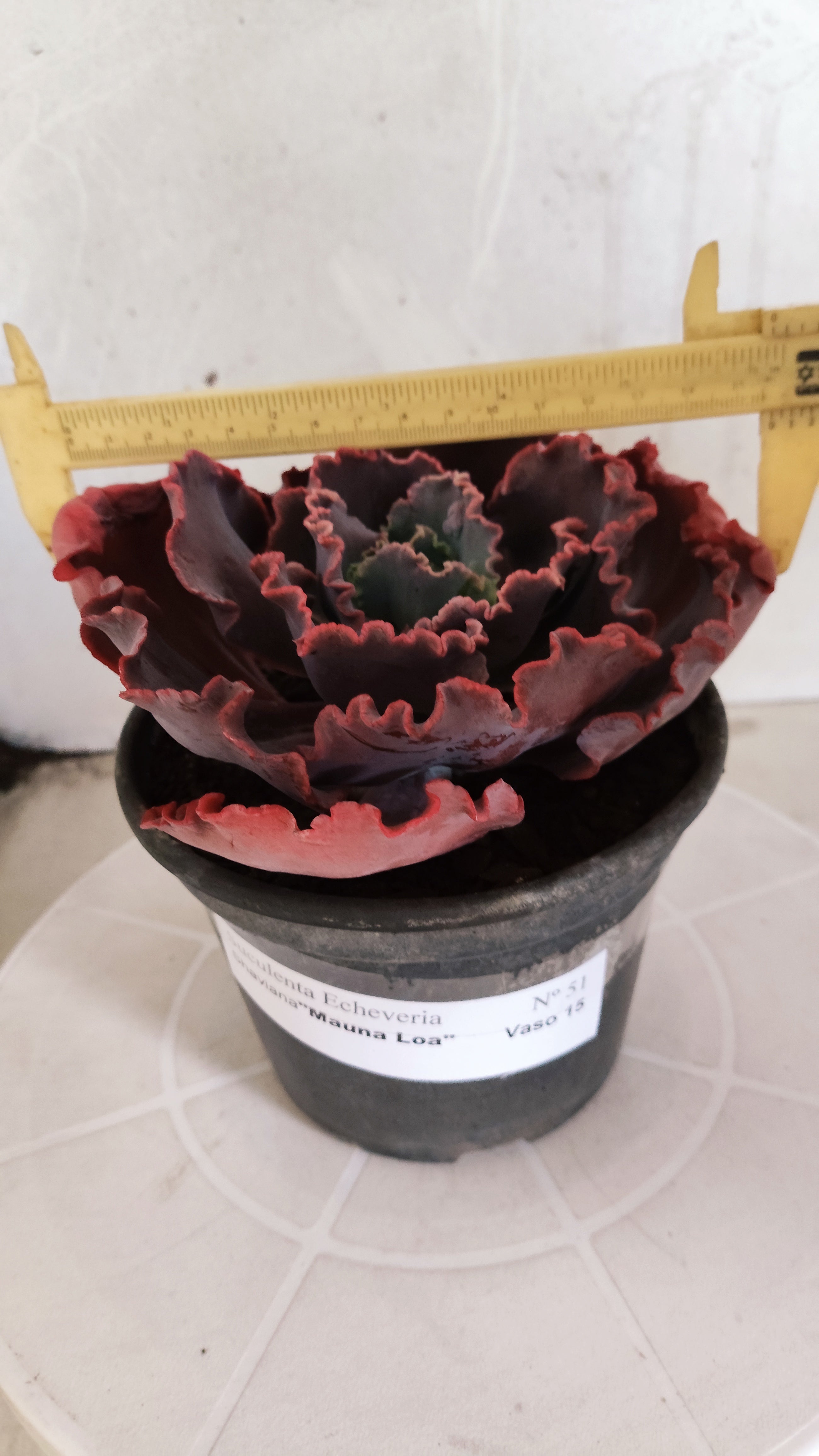 Suculenta Echeveria Shaviana 'MAUNA LOA' N° 51 - Vaso 15