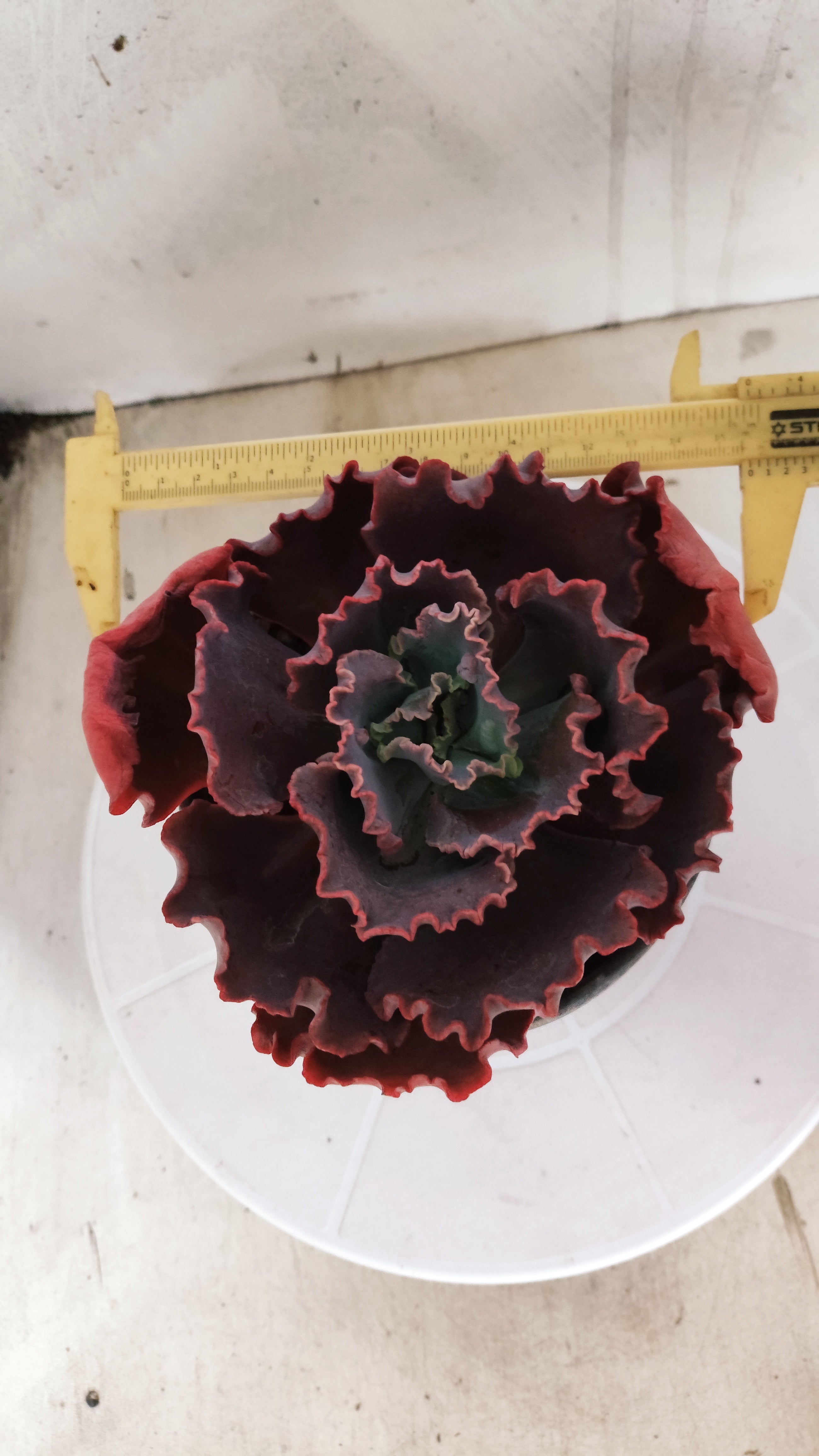 Suculenta Echeveria Shaviana 'MAUNA LOA' N° 51 - Vaso 15