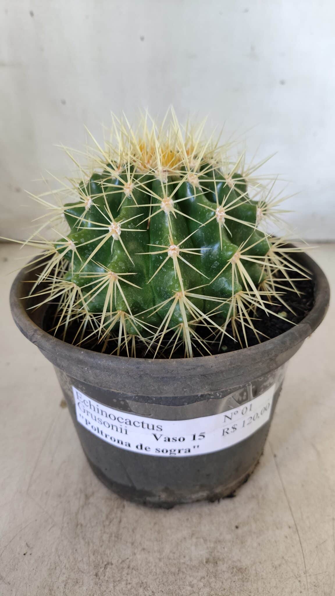Echinocactus Grusonii "Poltrona de Sogra"  Nº 01 - vaso 15