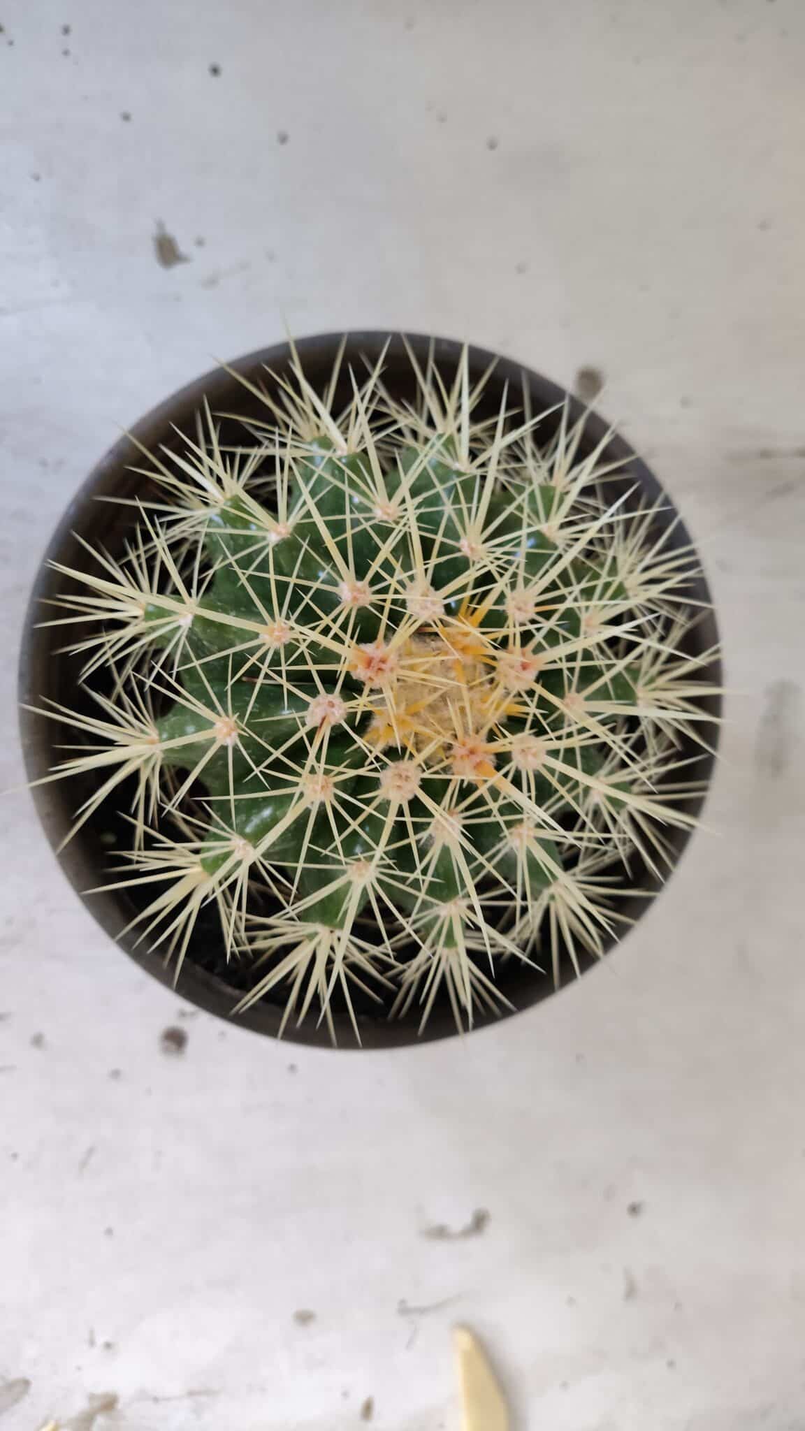 Echinocactus Grusonii "Poltrona de Sogra"  Nº 01 - vaso 15