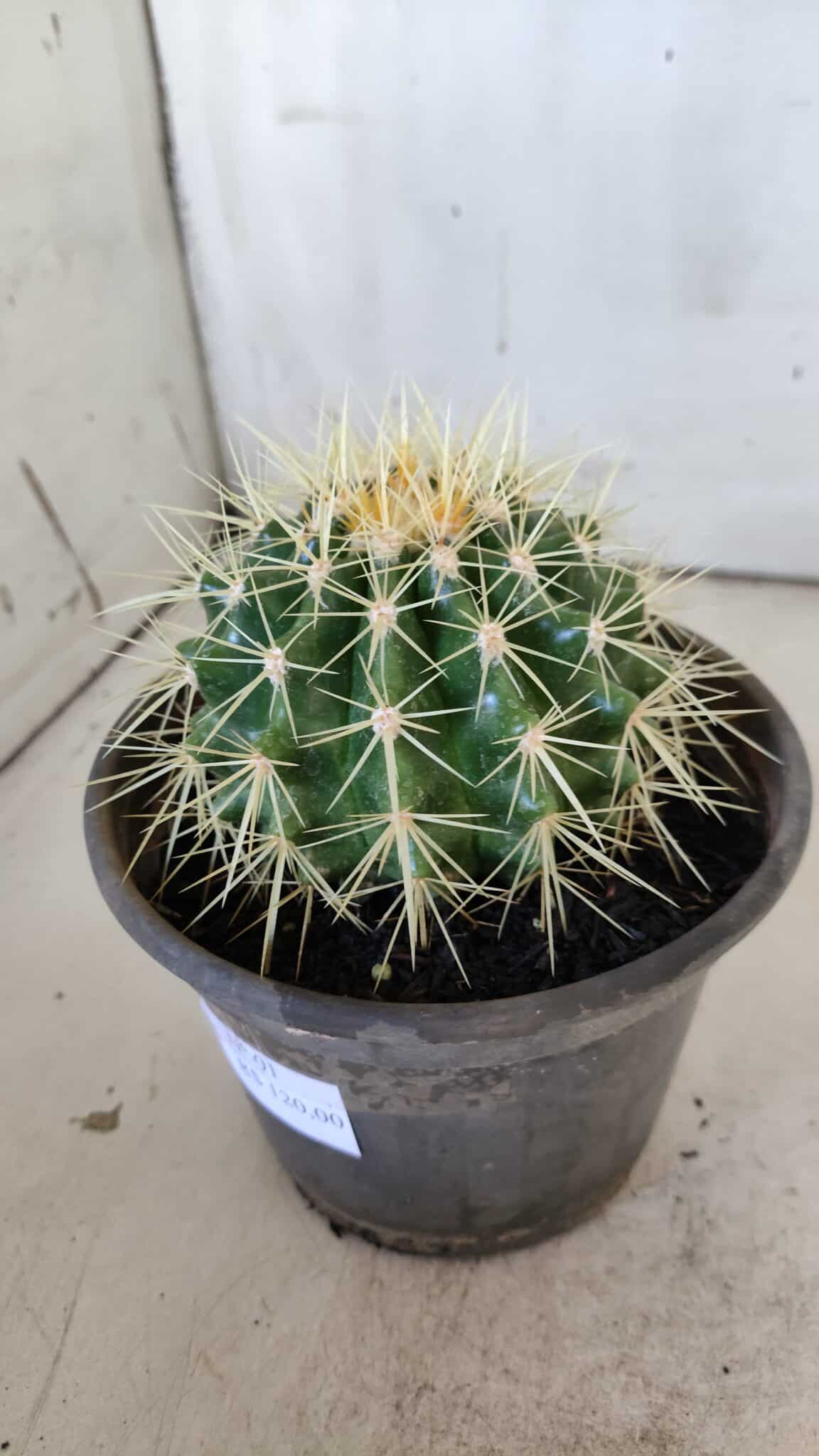 Echinocactus Grusonii "Poltrona de Sogra"  Nº 01 - vaso 15