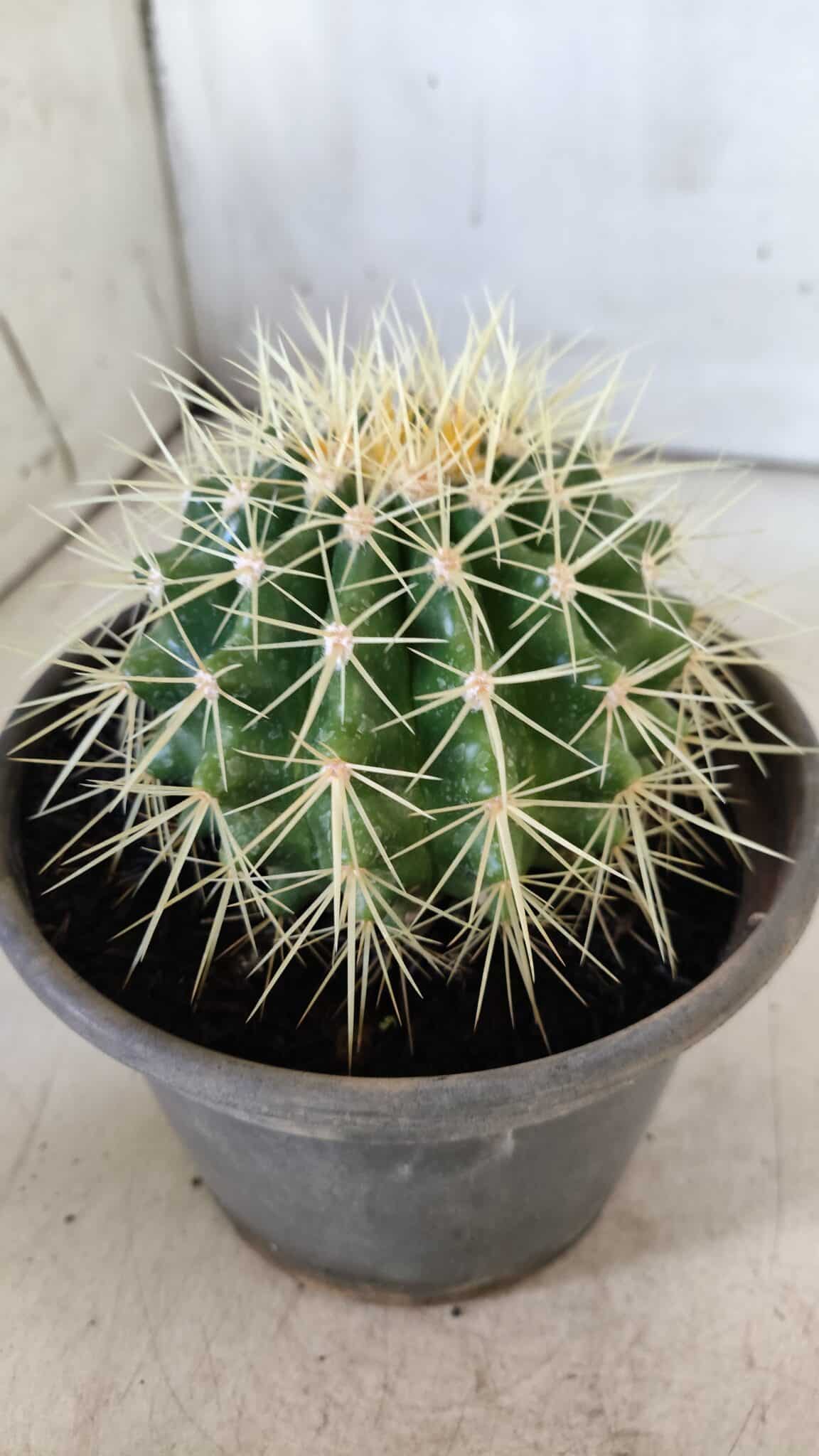 Echinocactus Grusonii "Poltrona de Sogra"  Nº 01 - vaso 15