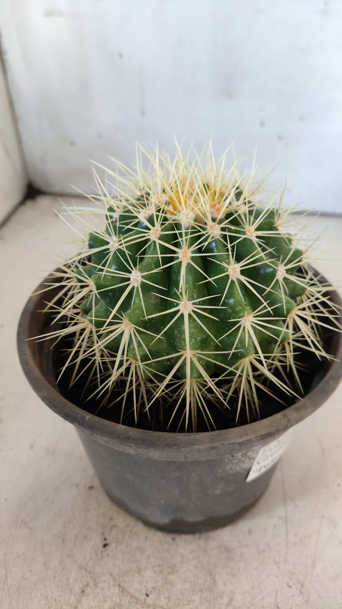 Echinocactus Grusonii "Poltrona de Sogra"  Nº 01 - vaso 15