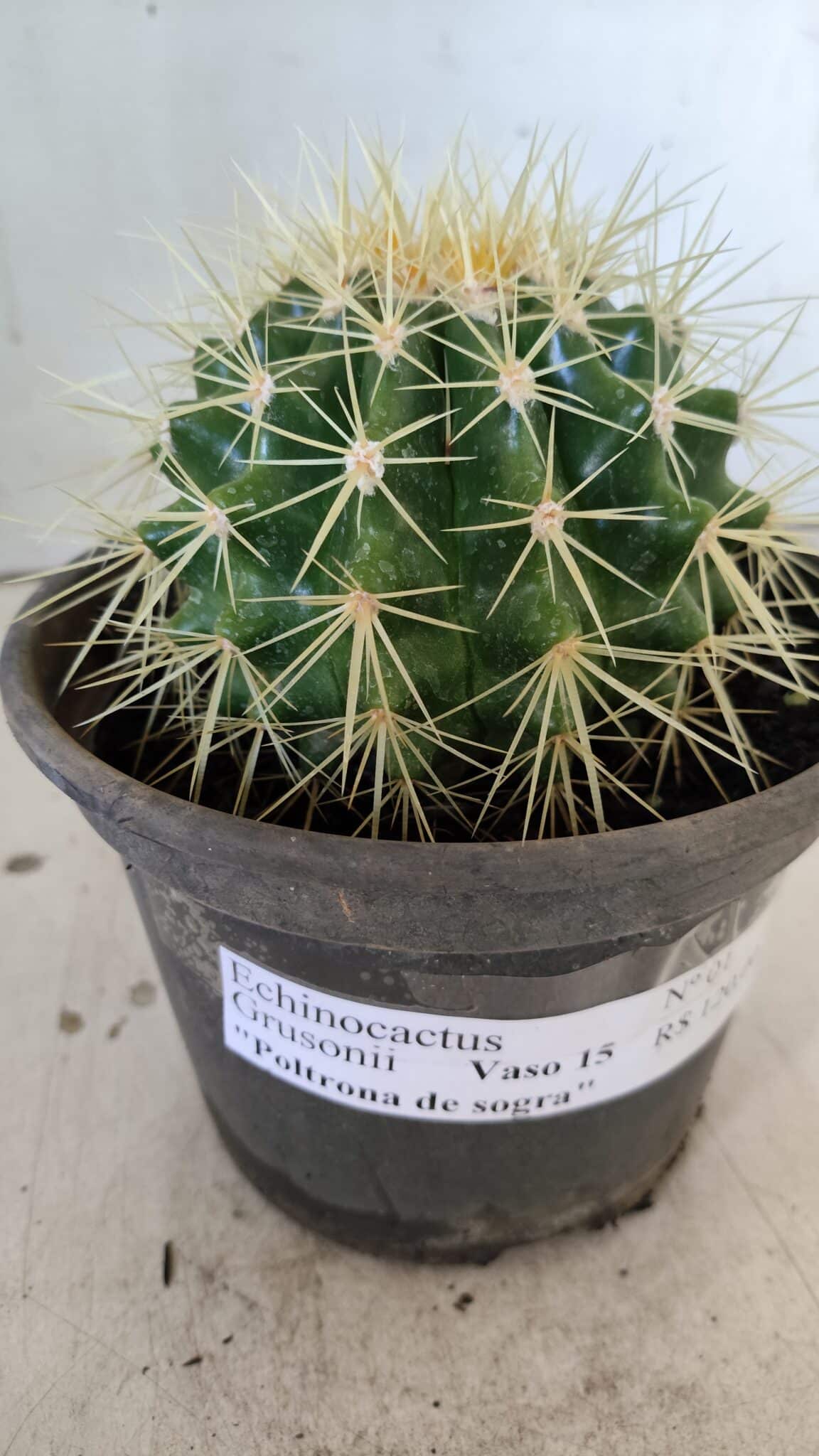 Echinocactus Grusonii "Poltrona de Sogra"  Nº 01 - vaso 15