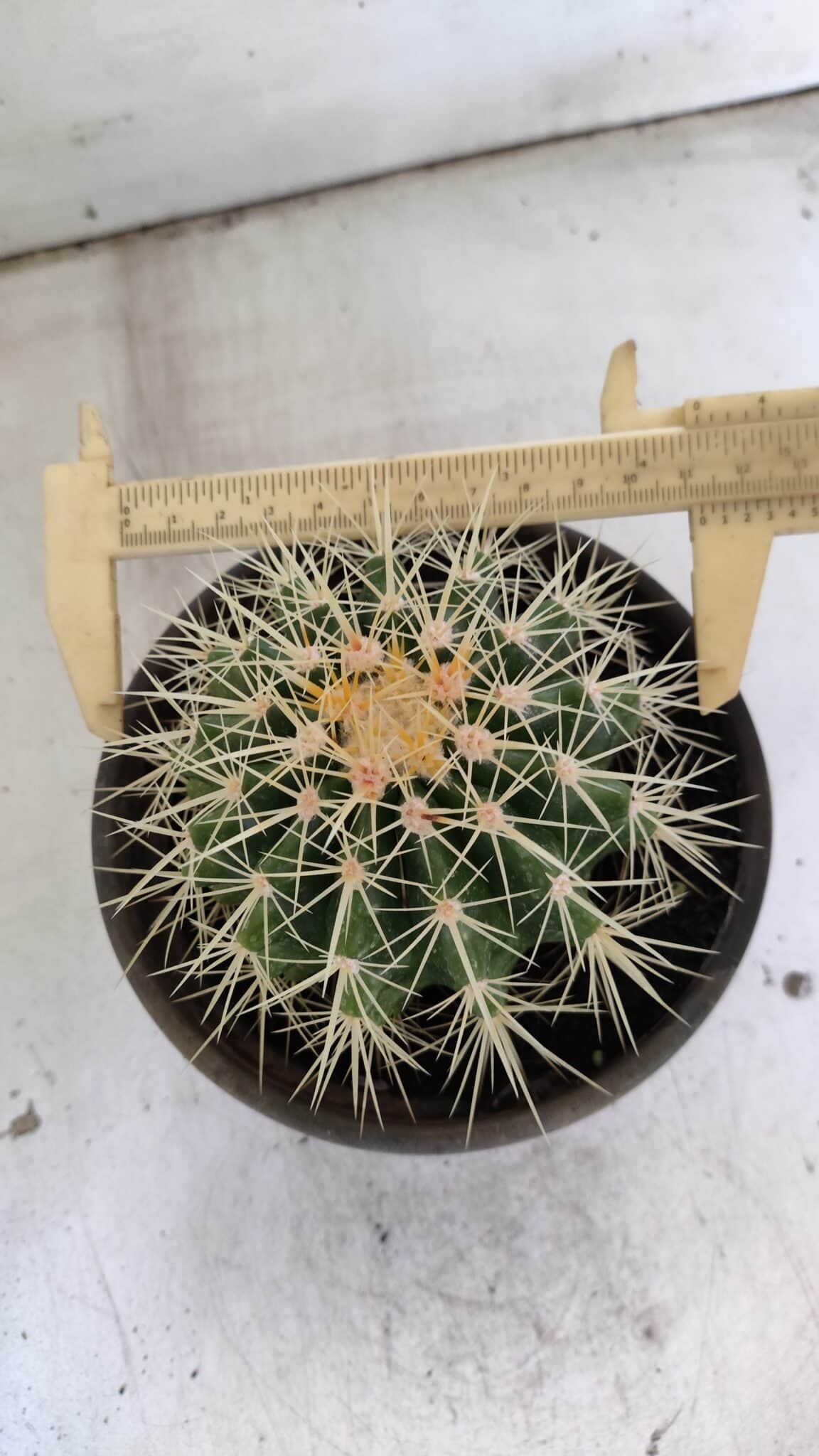 Echinocactus Grusonii "Poltrona de Sogra"  Nº 01 - vaso 15