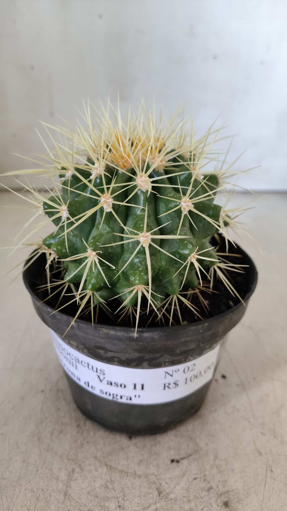 Echinocactus Grusonii "Poltrona de Sogra"  Nº 02 - vaso 11